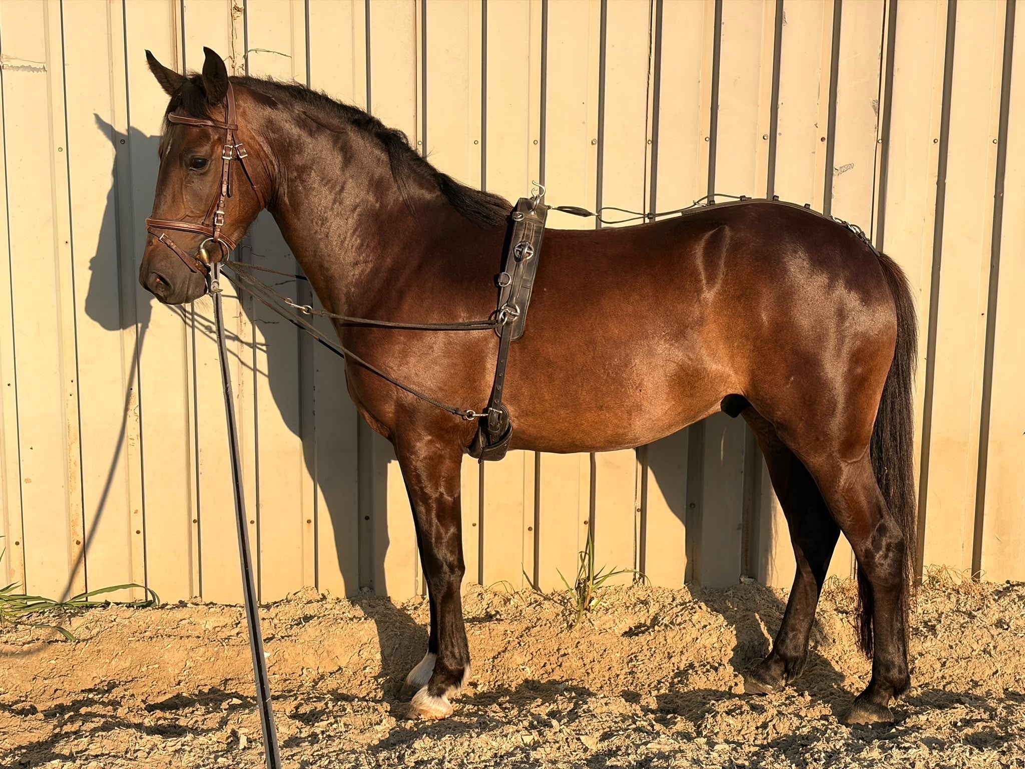 allround-pony ruin 4 Jahre alt donkerbruin zu verkaufen - Foto 4