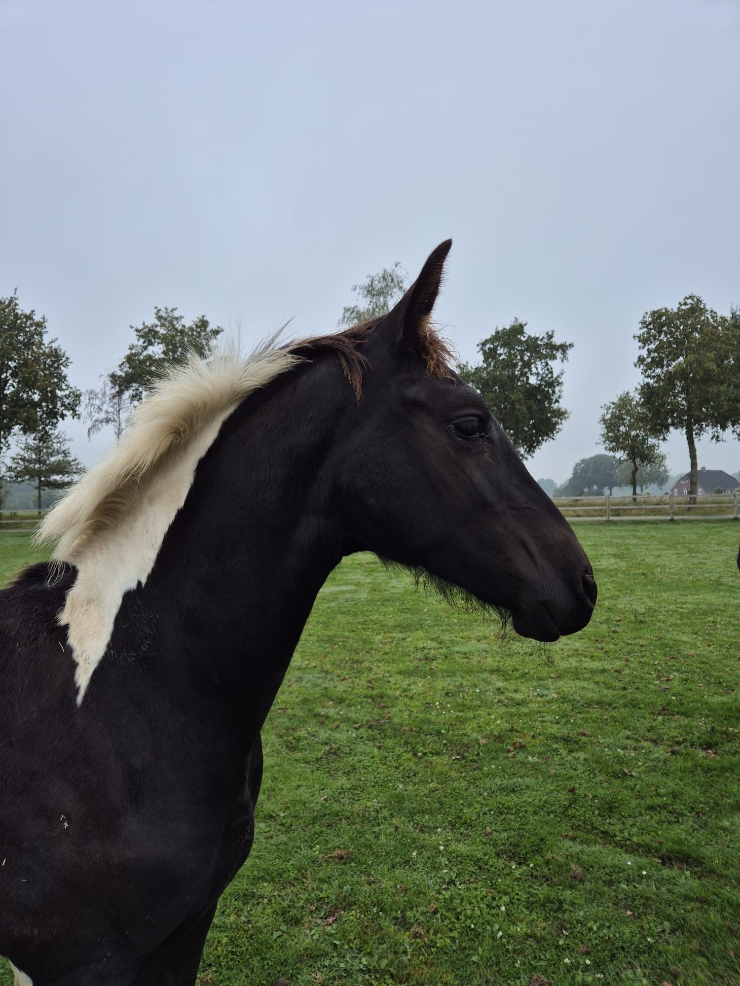 Zuperheroの1歳牝馬