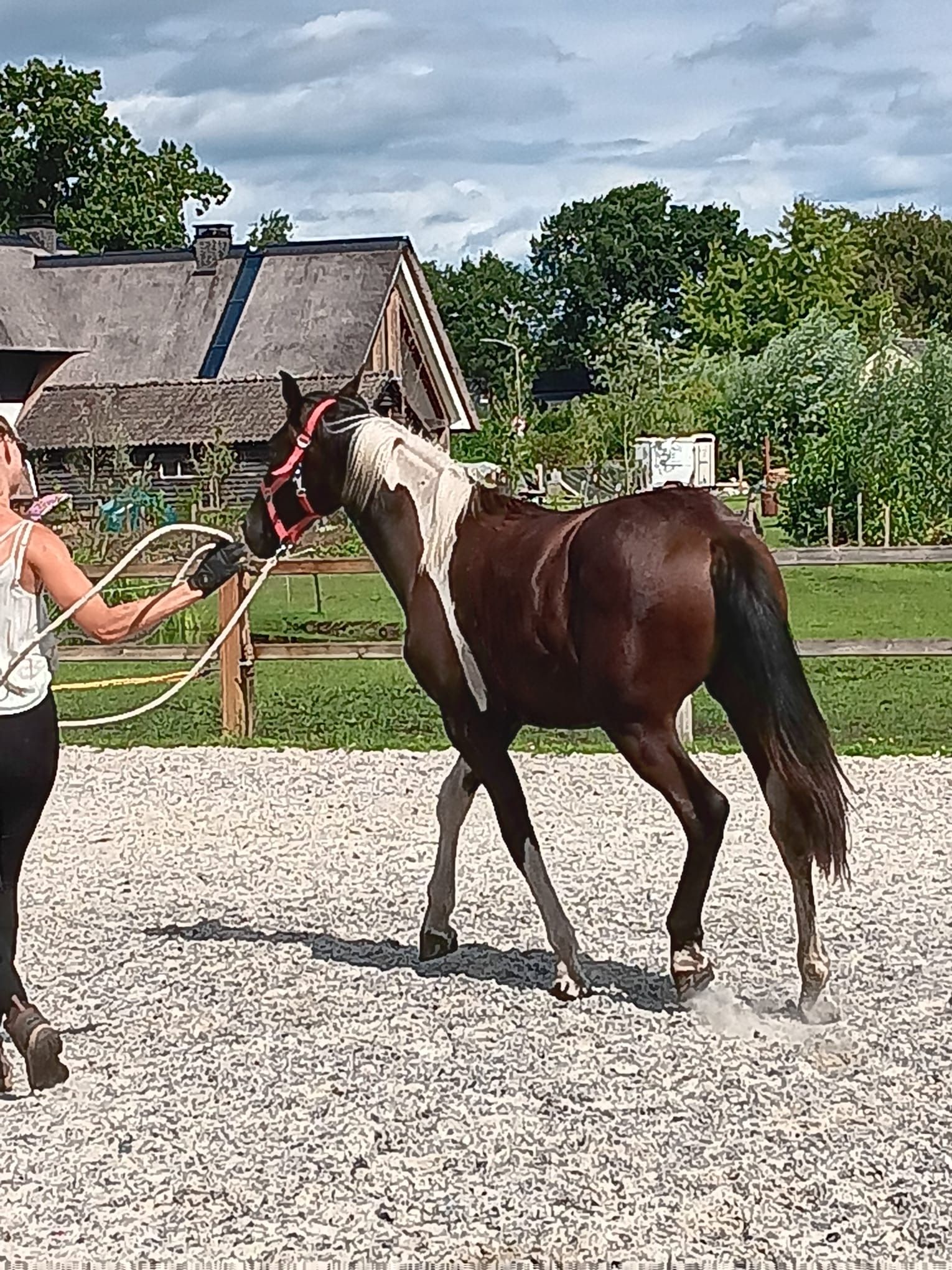 anglo-europees allrounder merrie 1 ani andere-kleur de vânzare - Foto 2