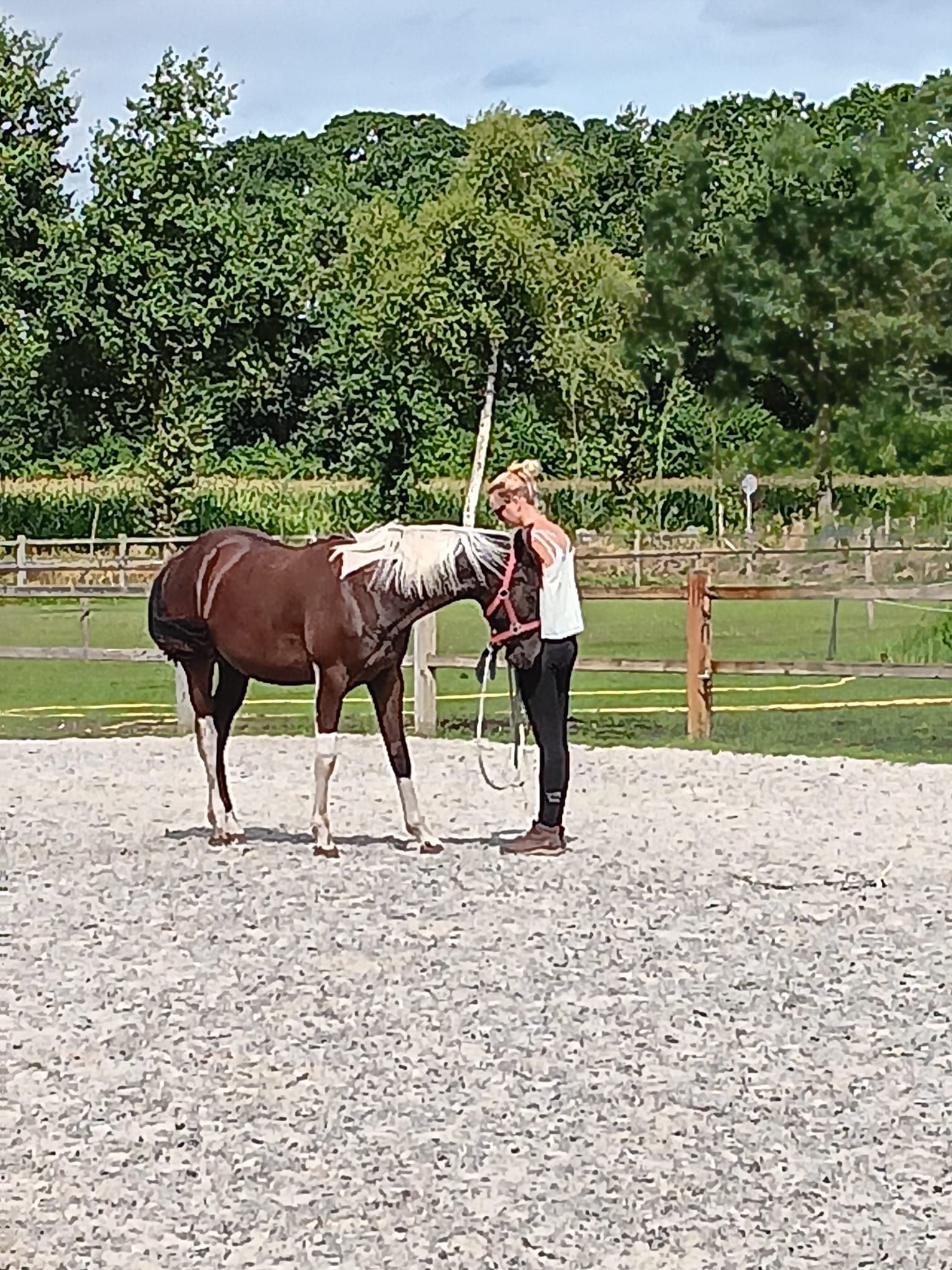 anglo-europees allrounder merrie 1 ani andere-kleur de vânzare - Foto 3