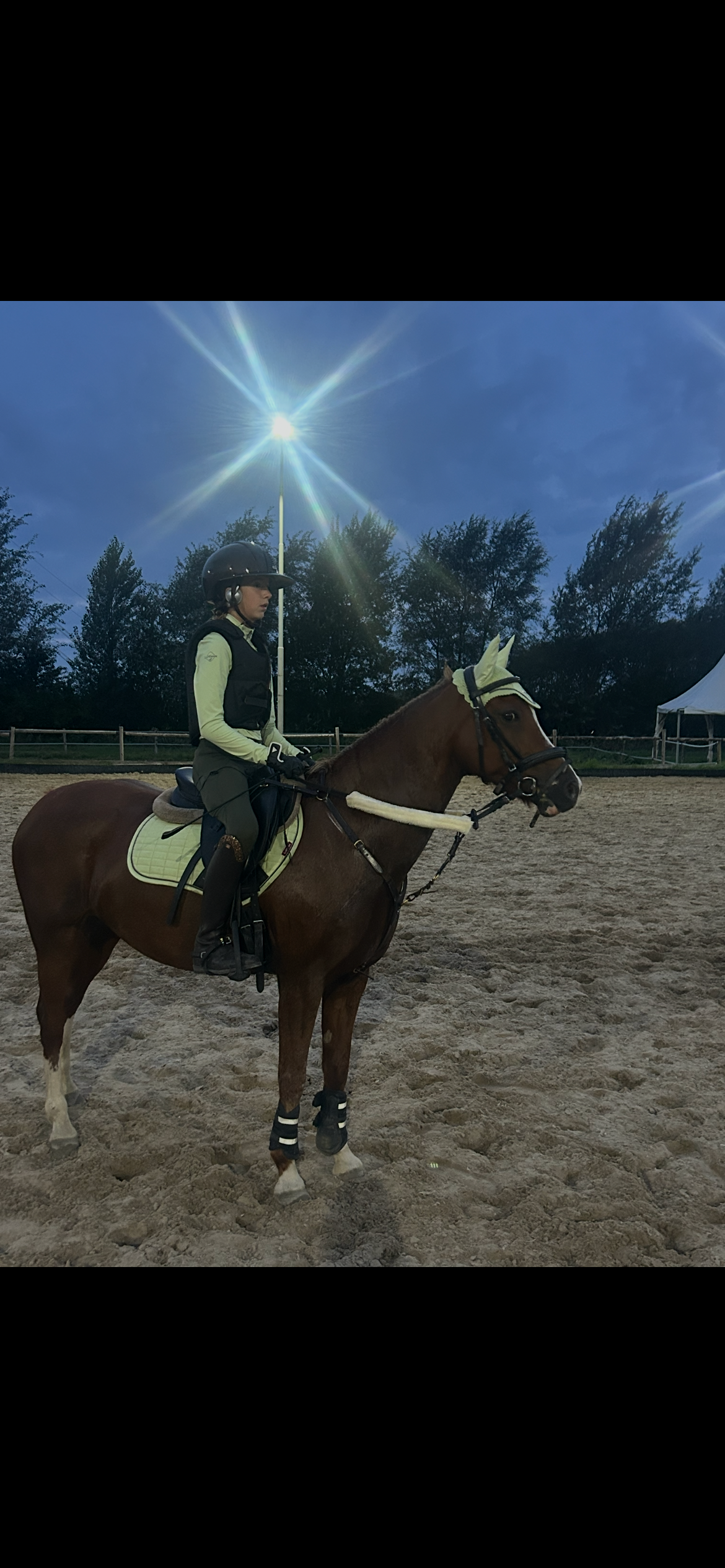 Getalenteerde springpony