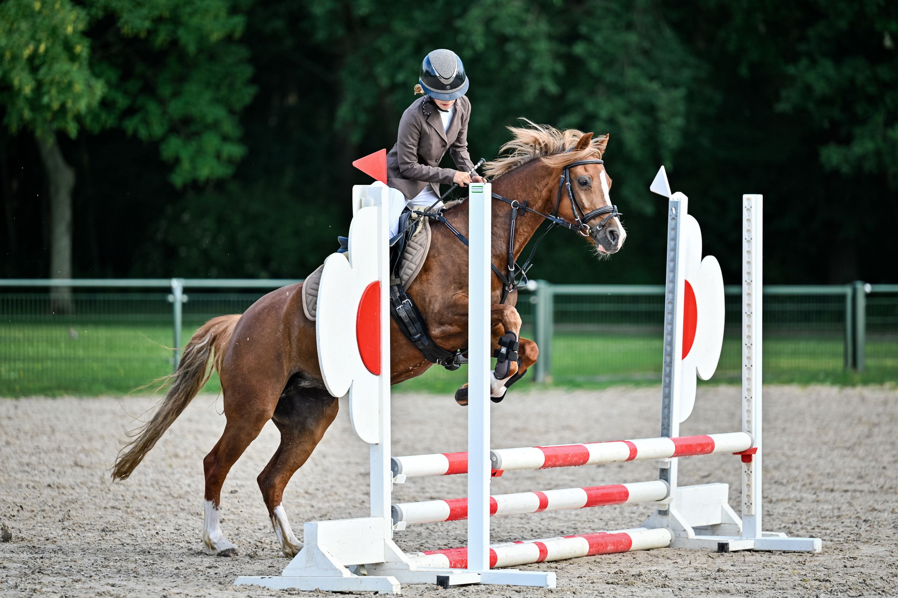 welsh springpony merrie 11 años vos en venta - Foto 3