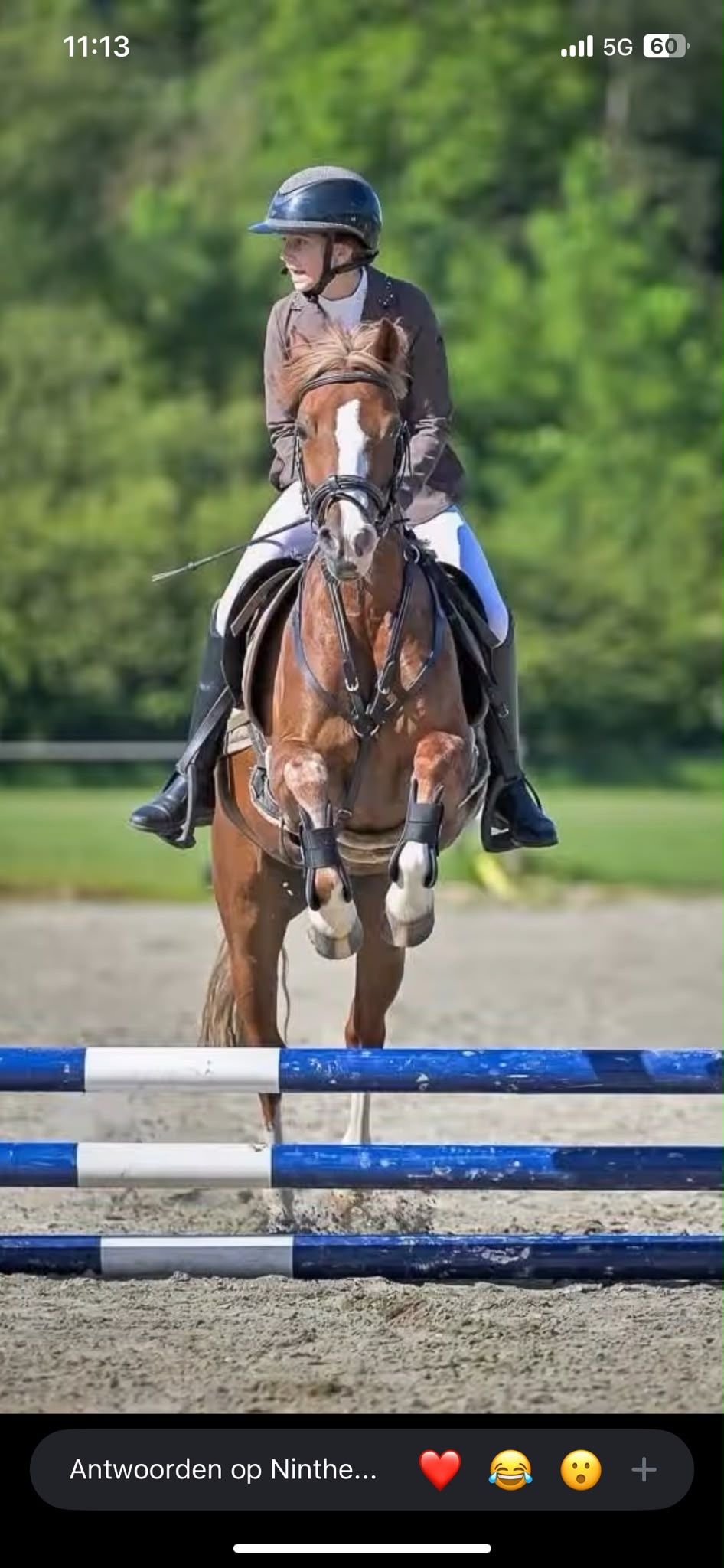 welsh springpony merrie 11 años vos en venta - Foto 2