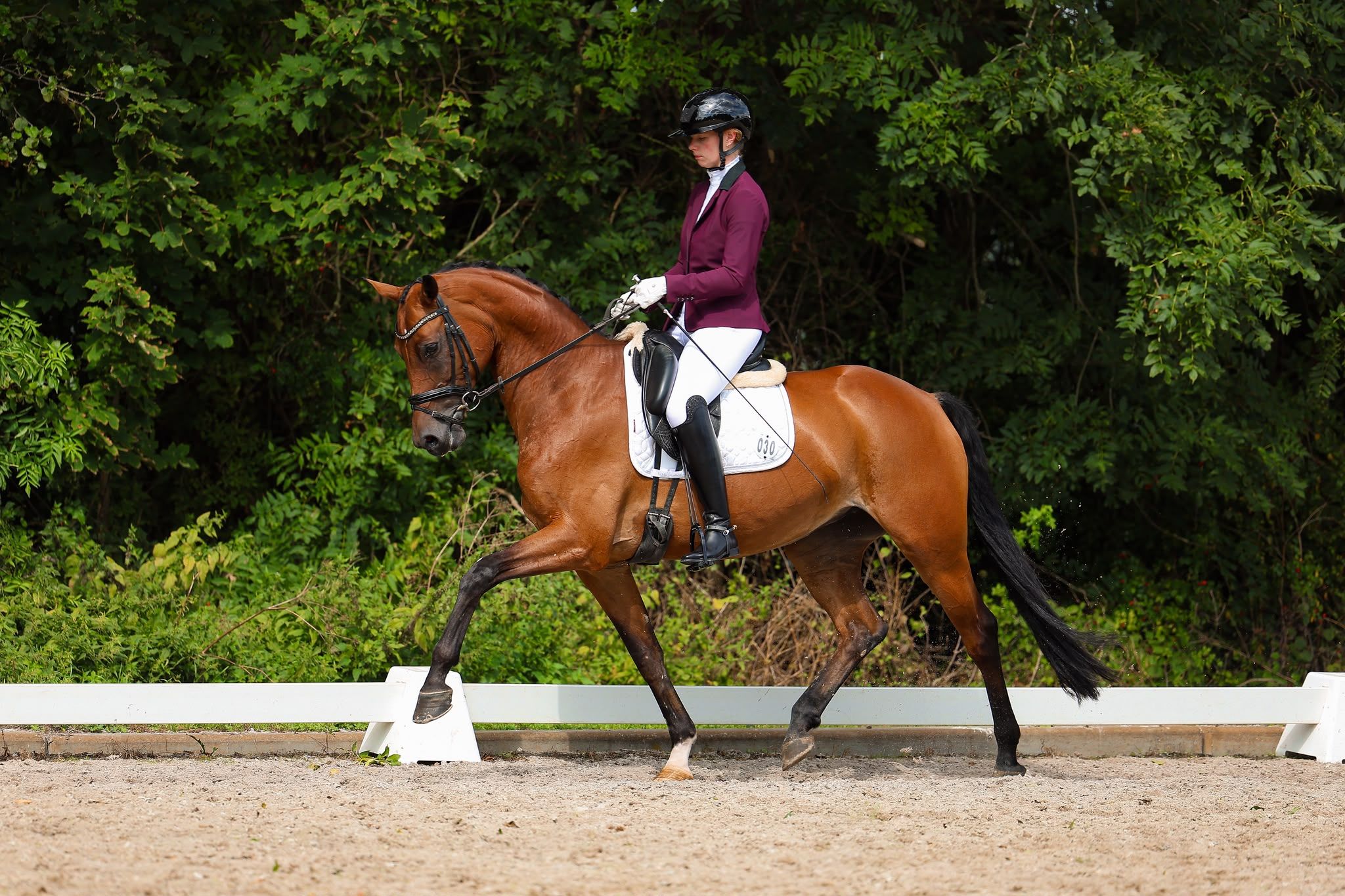 8 yo elite mare by Incognito