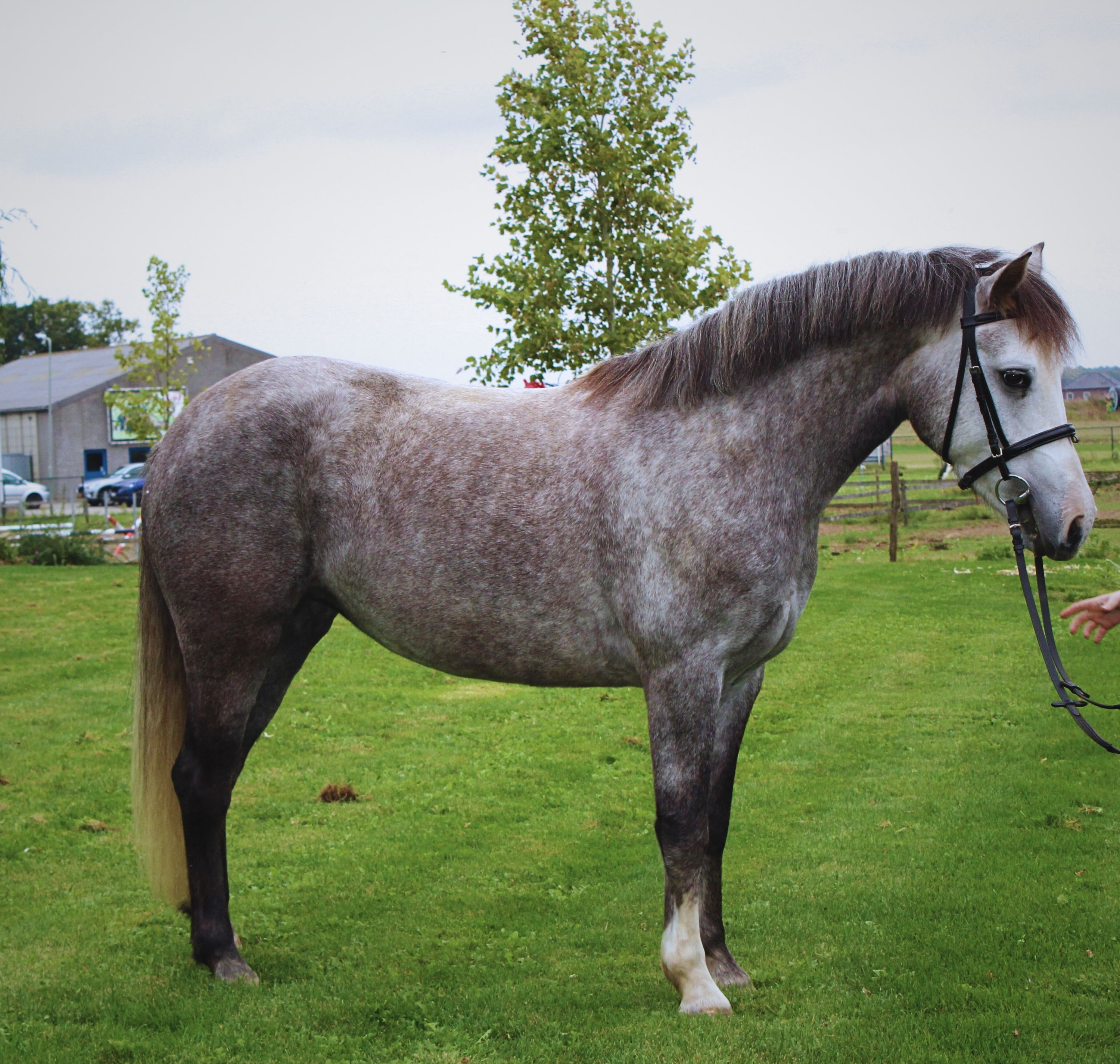 bwp springpony merrie 5 Jahre alt schimmel zu verkaufen - Foto 2