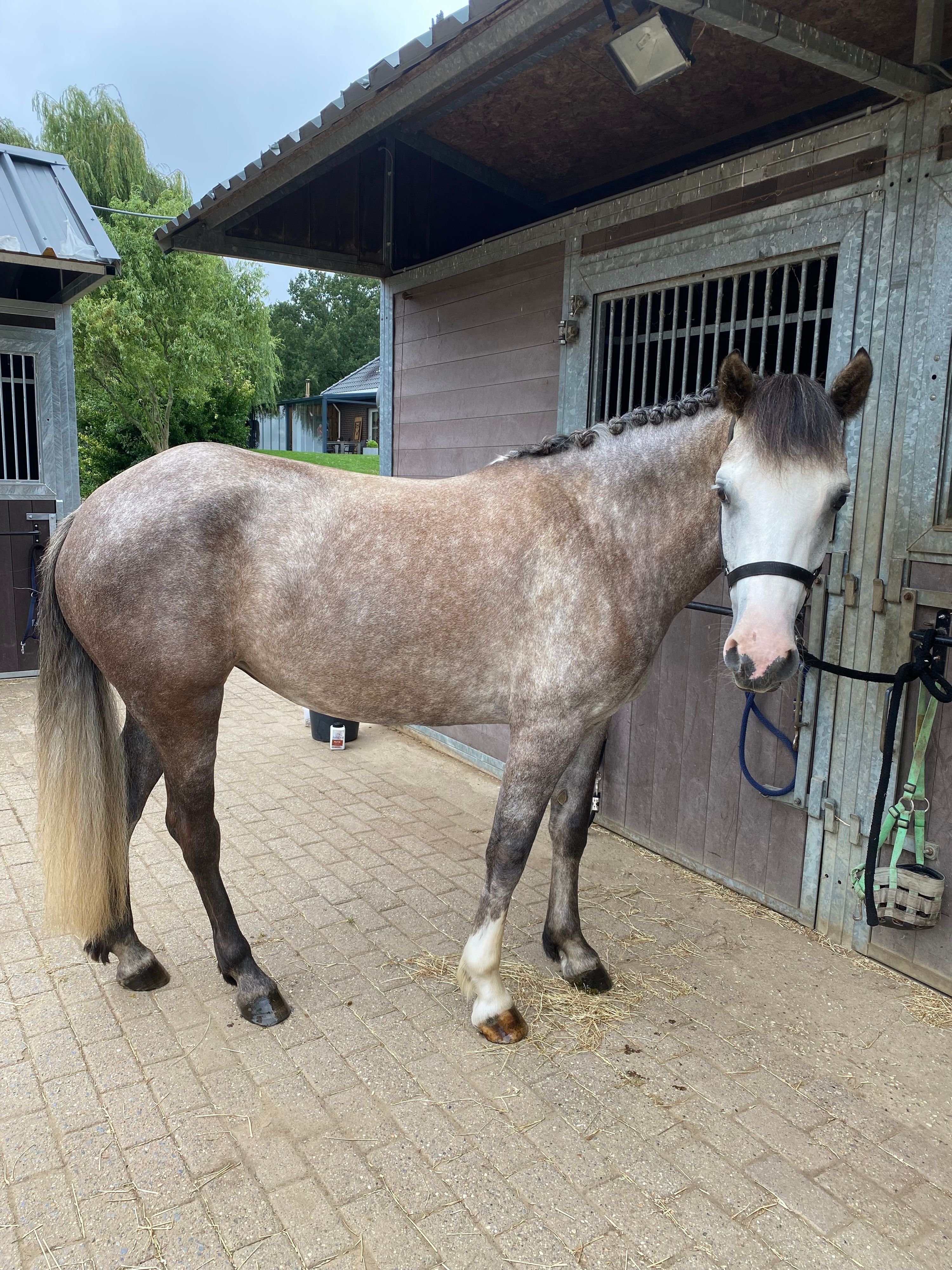 bwp springpony merrie 5 Jahre alt schimmel zu verkaufen - Foto 4