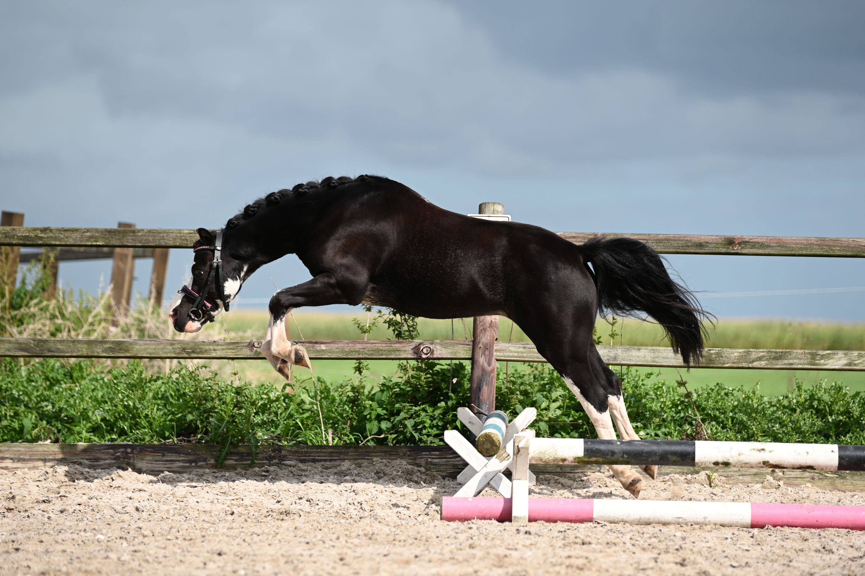 welsh allround-pony ruin 3 Jahre alt zwart zu verkaufen - Foto 3