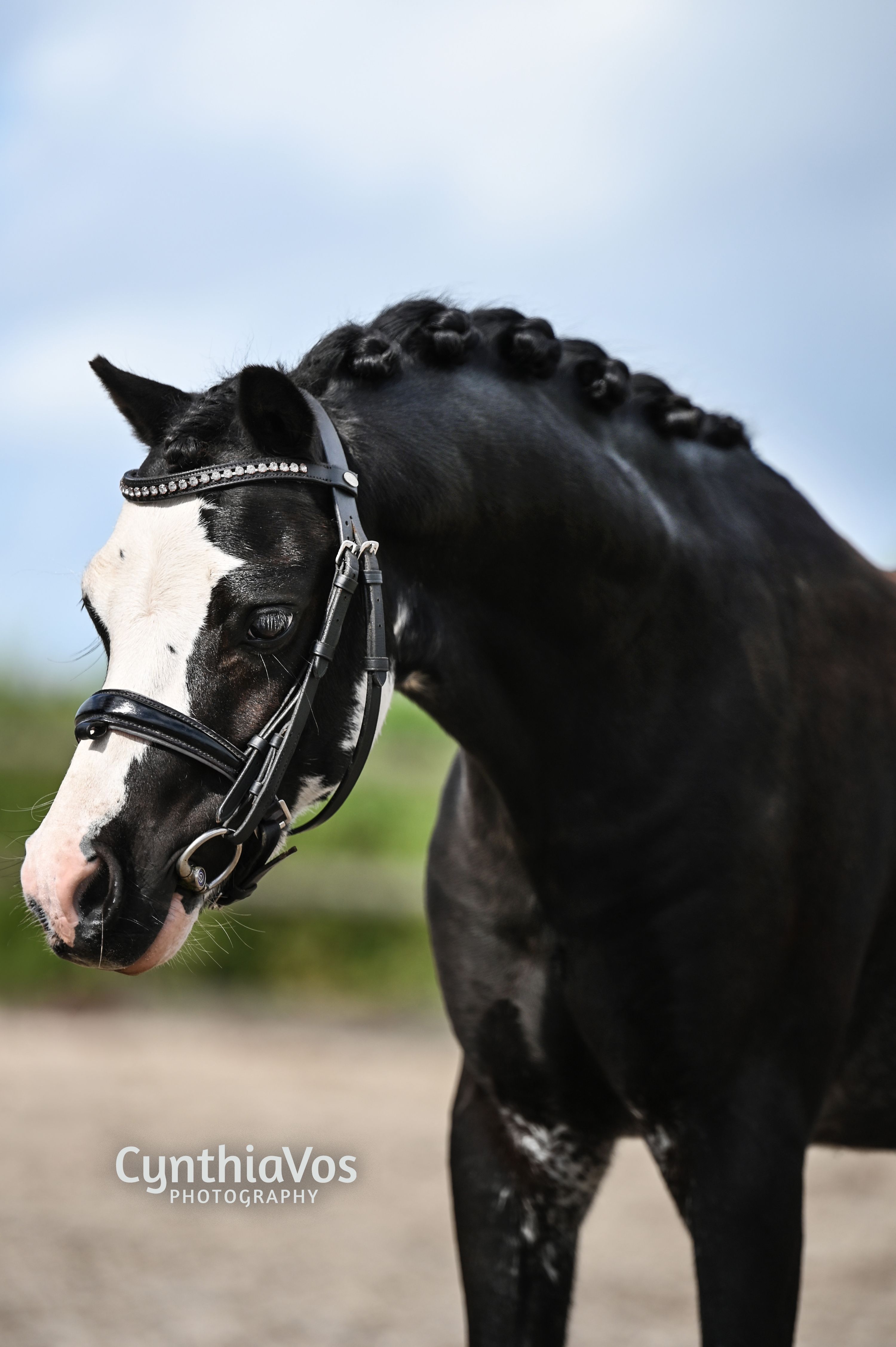 Welsh-A-Sportpony