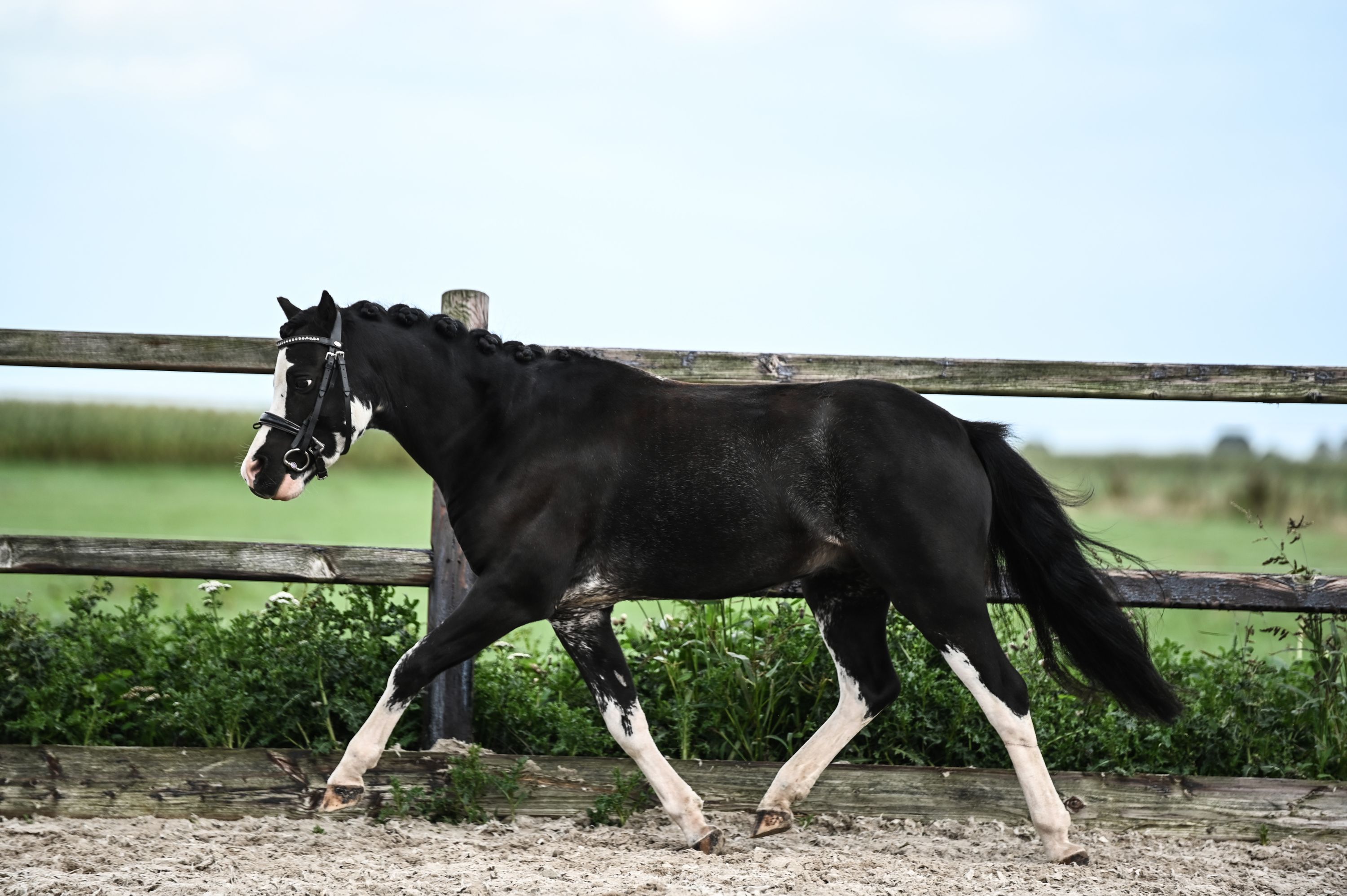 welsh allround-pony ruin 3 Jahre alt zwart zu verkaufen - Foto 4