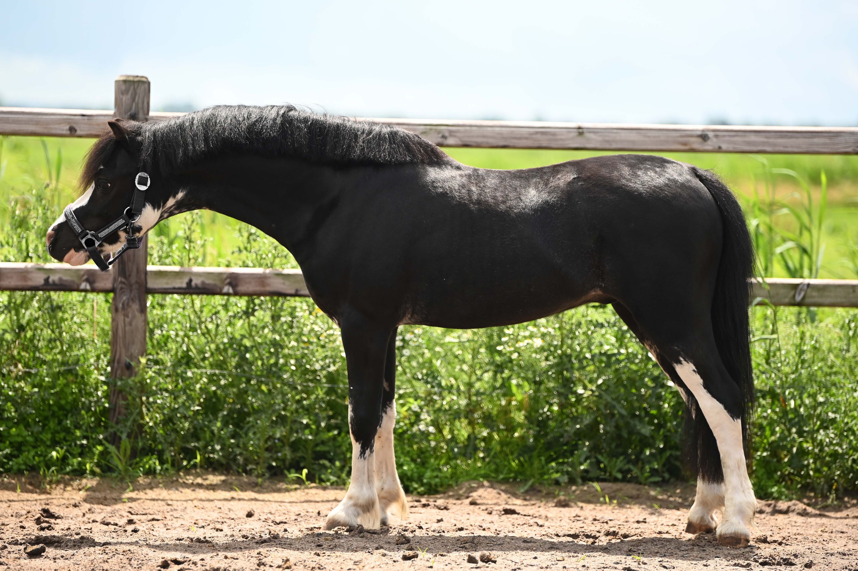 welsh allround-pony ruin 3 Jahre alt zwart zu verkaufen - Foto 2