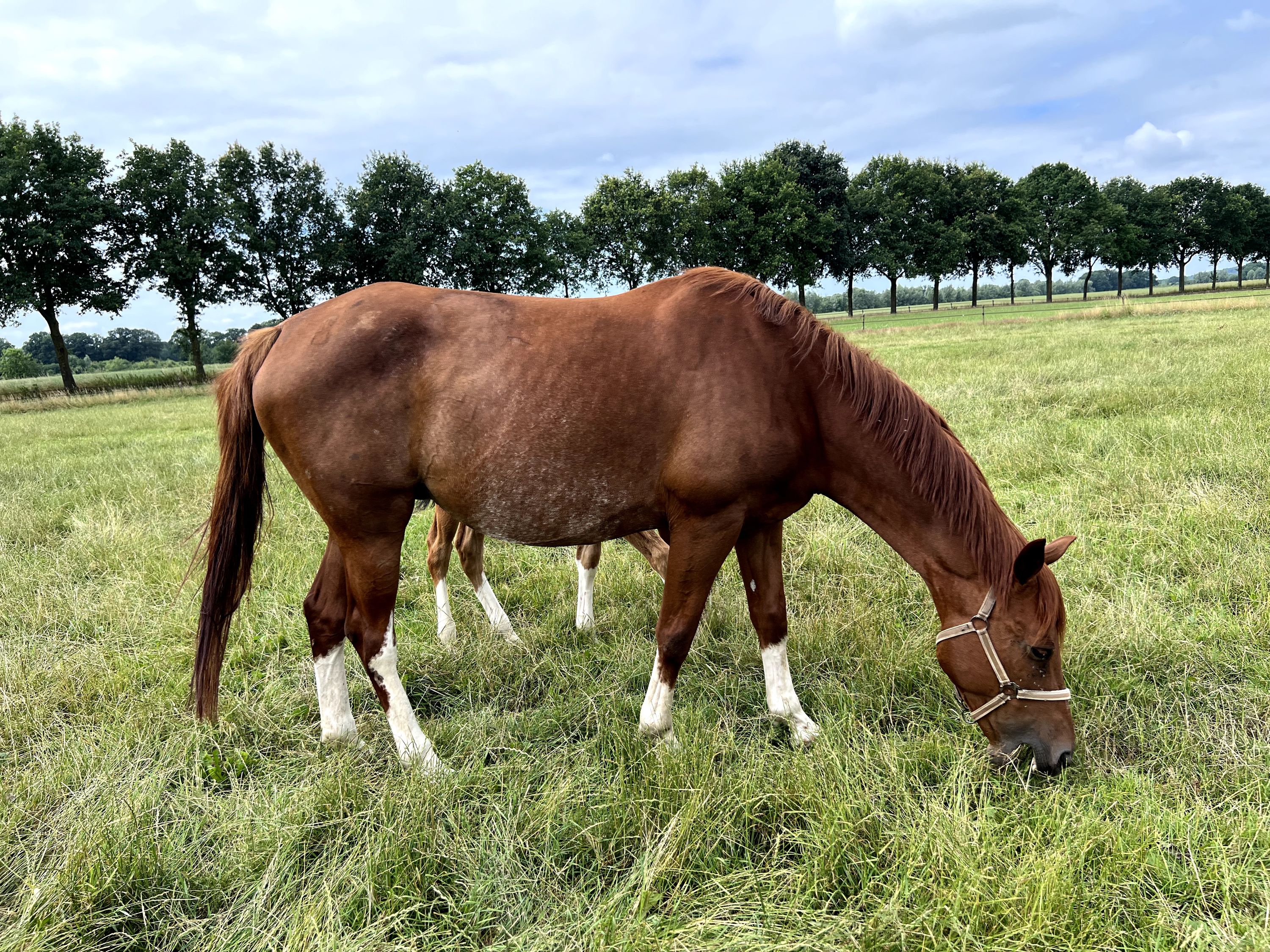 kwpn fokmerrie merrie 18 Jahre alt vos zu verkaufen - Foto 2
