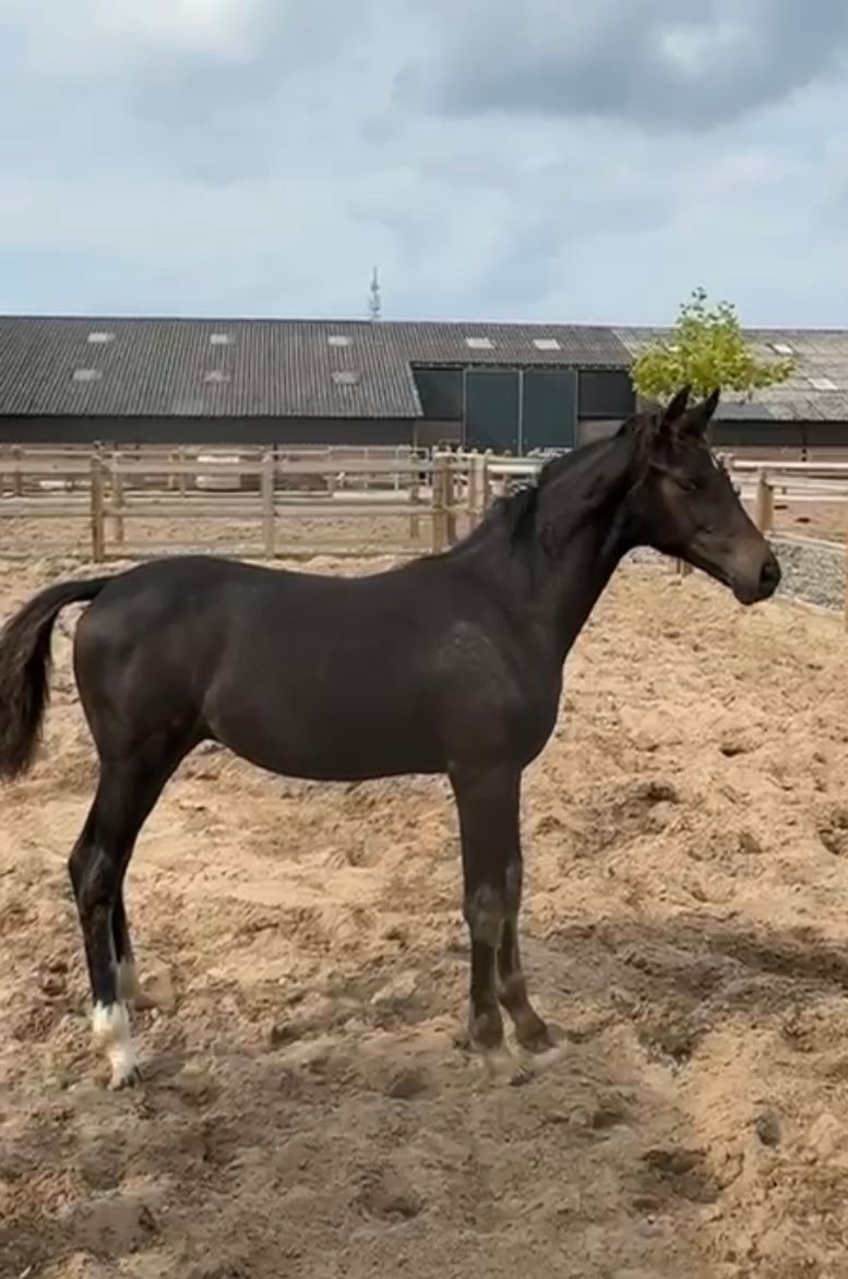 kwpn dressuurpaard hengst 0 años zwart en venta - Foto 6