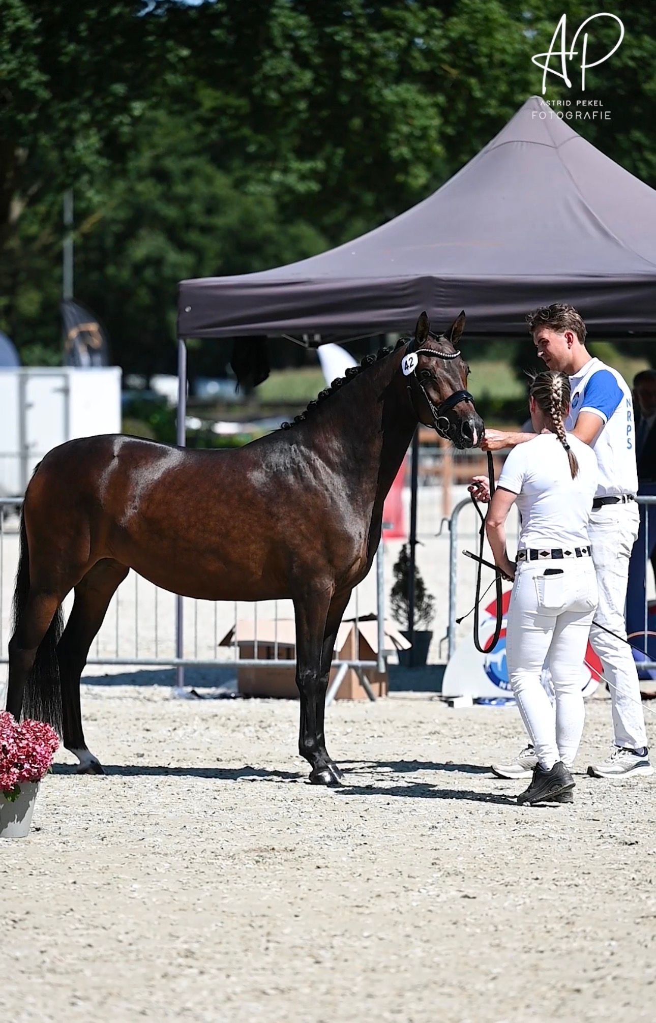 nrps dressuurpony merrie 3 Jahre alt donkerbruin zu verkaufen - Foto 2
