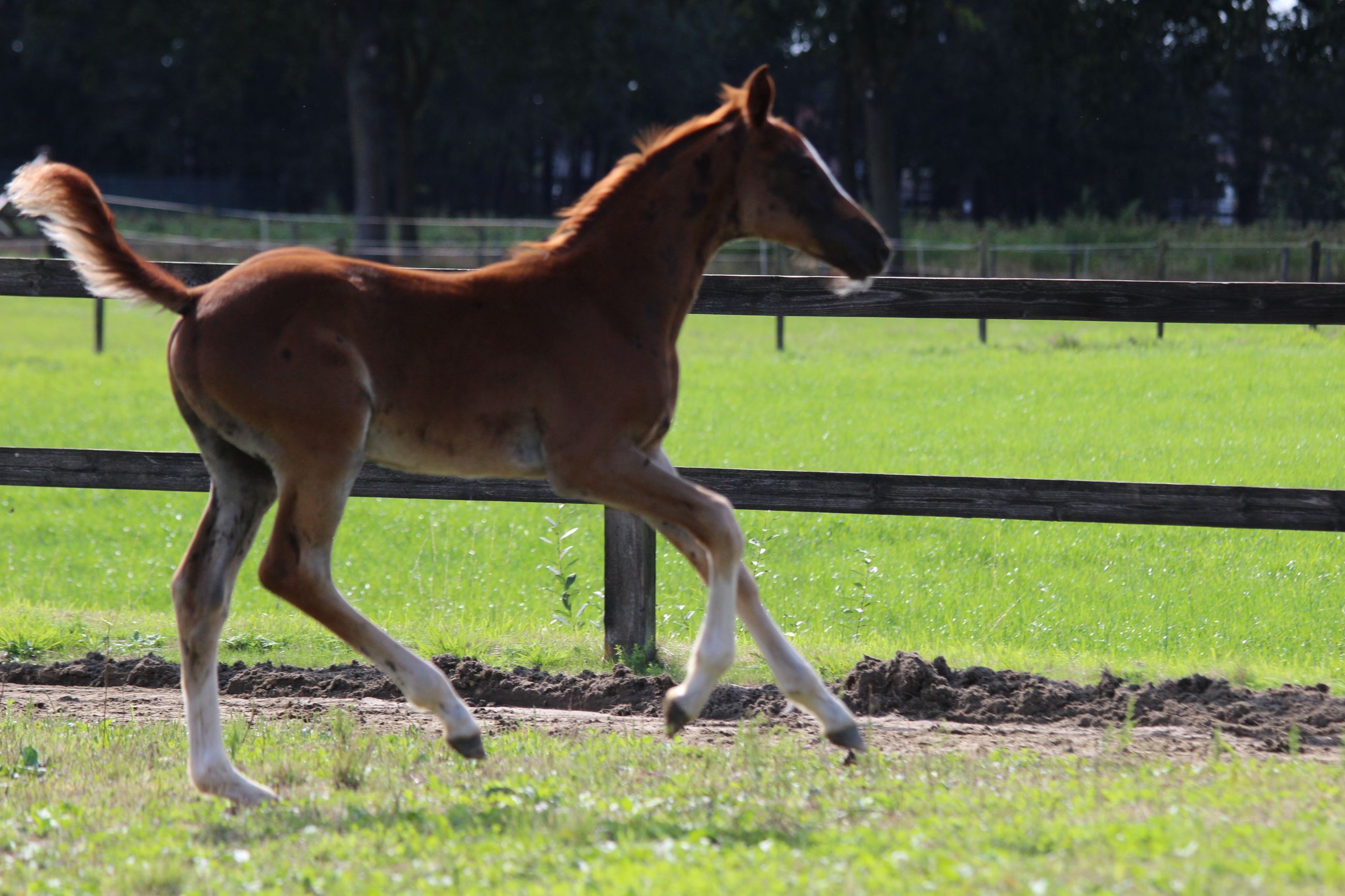 bwp springpaard hengst 0 Jahre alt vos zu verkaufen - Foto 4