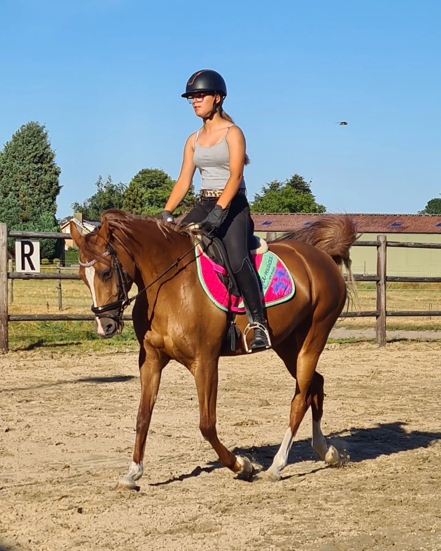 arabier recreatie-pony merrie 18 Jahre alt vos zu verkaufen - Foto 3