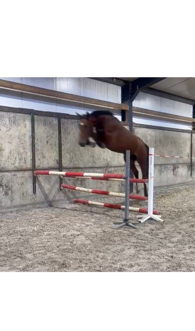 Fantastic jumping 4-year-old mare !!!