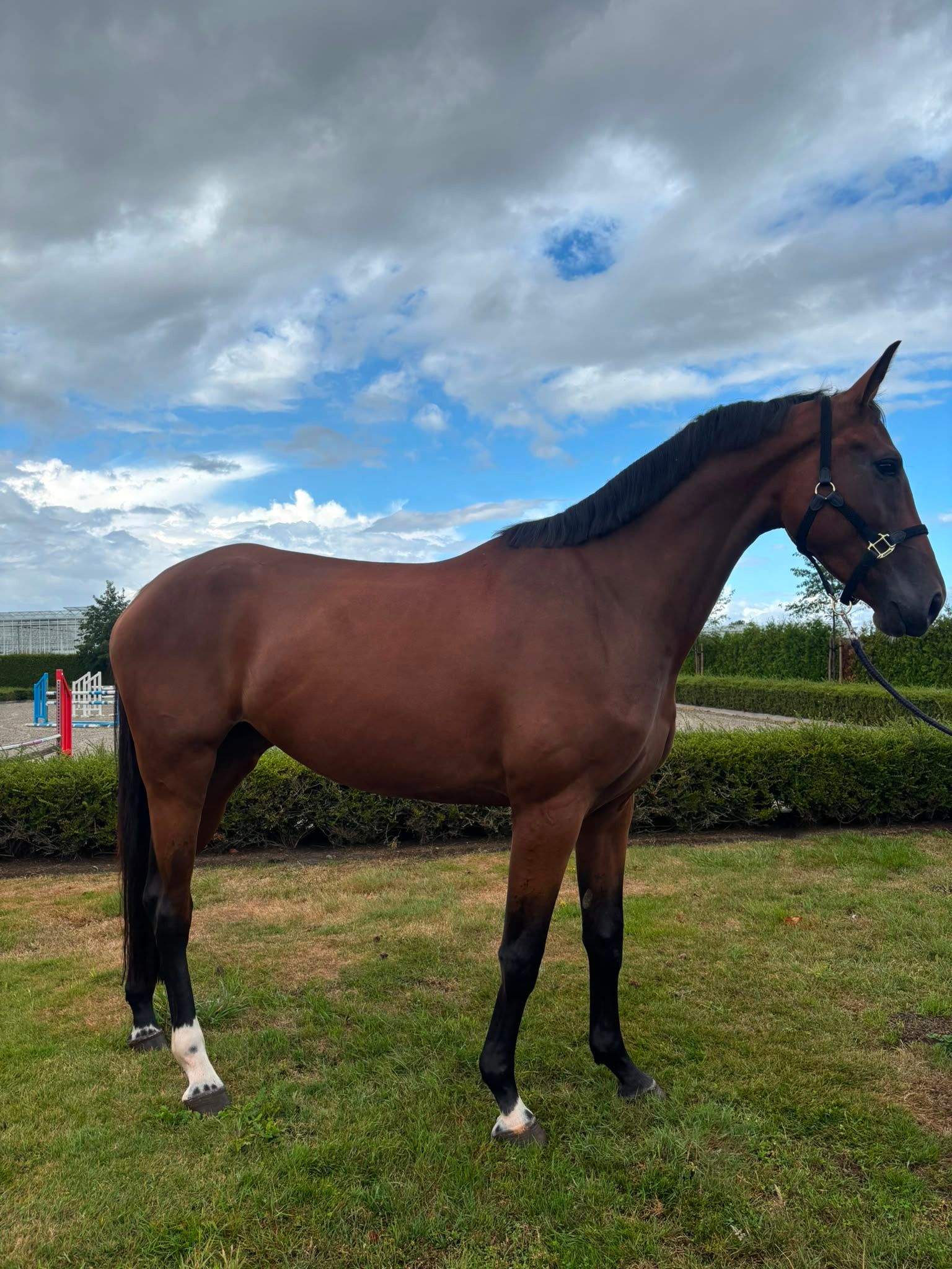 kwpn springpaard merrie 4 Jahre alt bruin zu verkaufen - Foto 2