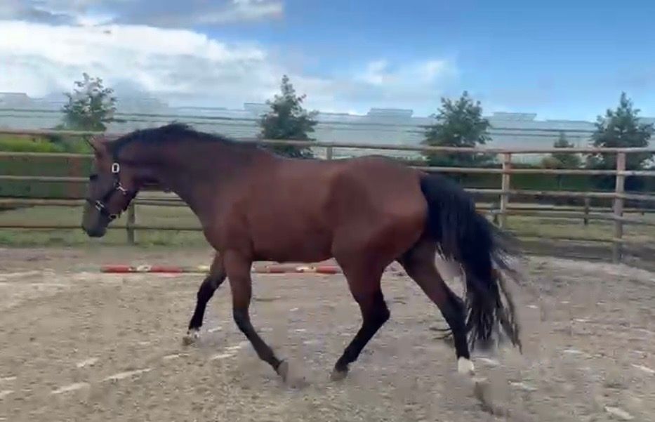 kwpn springpaard merrie 4 Jahre alt bruin zu verkaufen - Foto 3