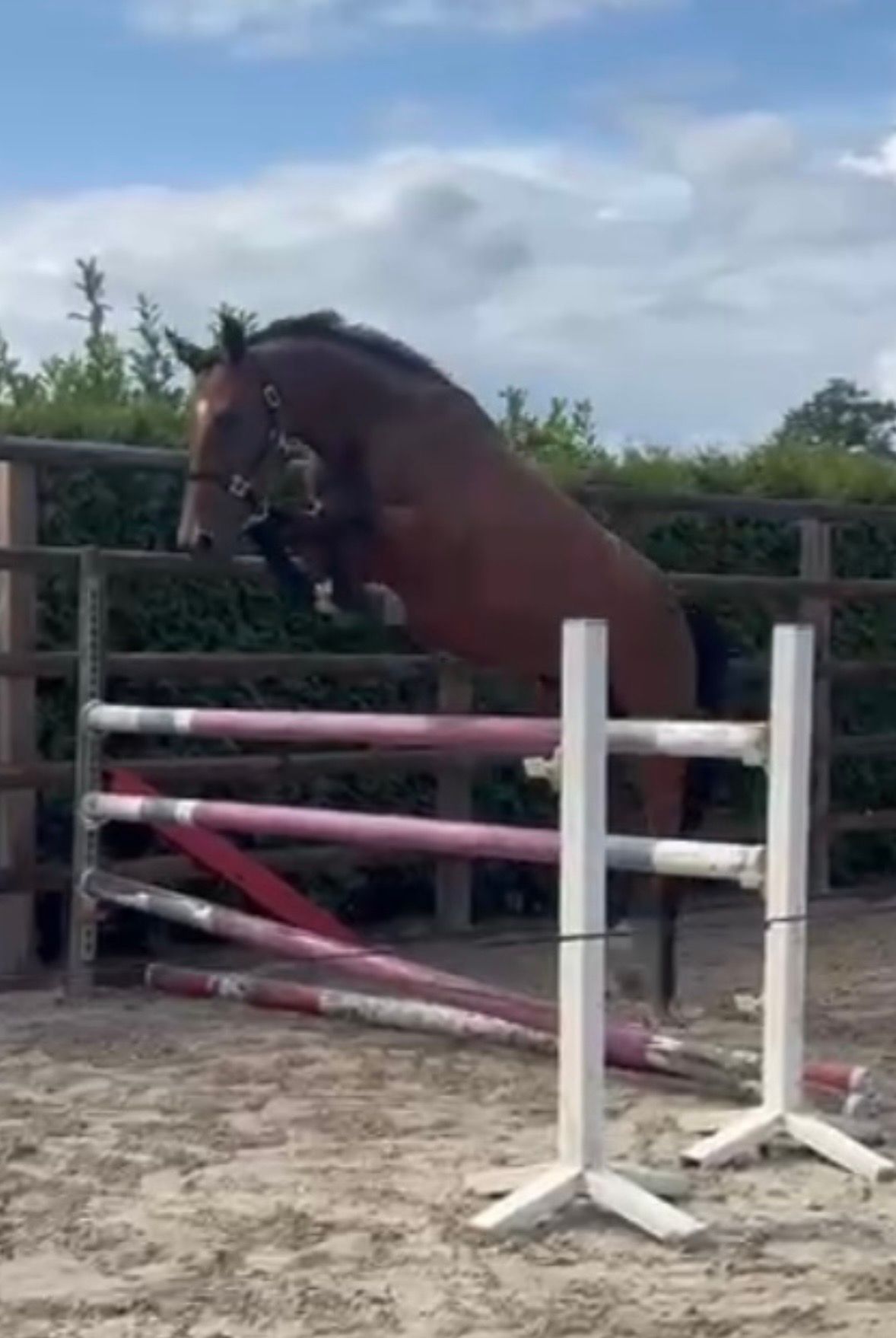 kwpn springpaard merrie 4 Jahre alt bruin zu verkaufen - Foto 4