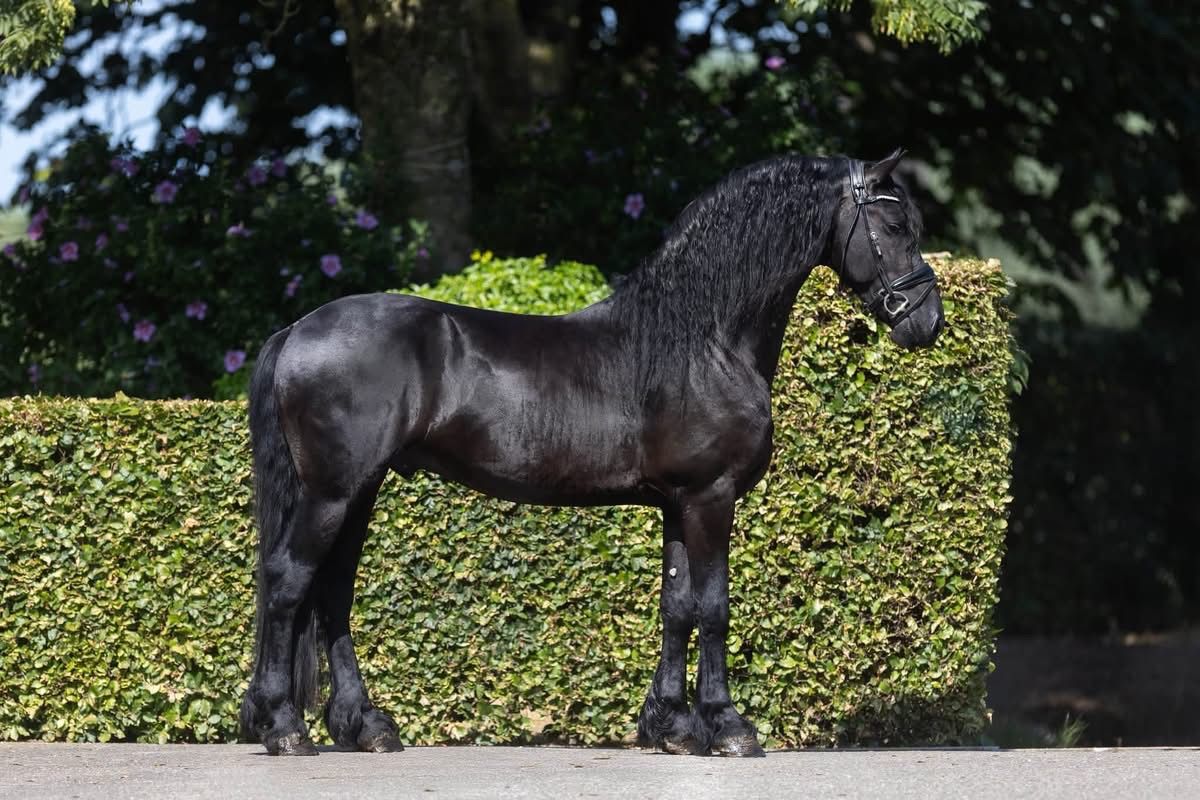 ander dressuurpaard ruin 4 Jahre alt zwart zu verkaufen - Foto 2