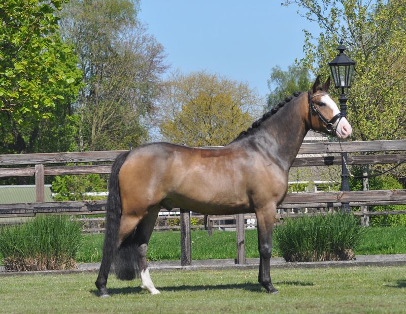 super schönes Springpony