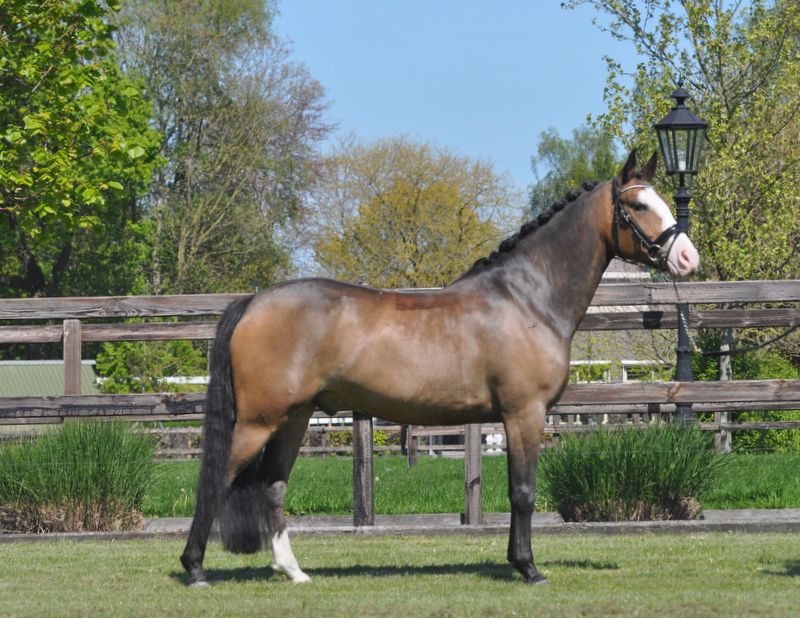 new-forest springpony ruin 6 Jahre alt donkerbruin zu verkaufen - Foto 2