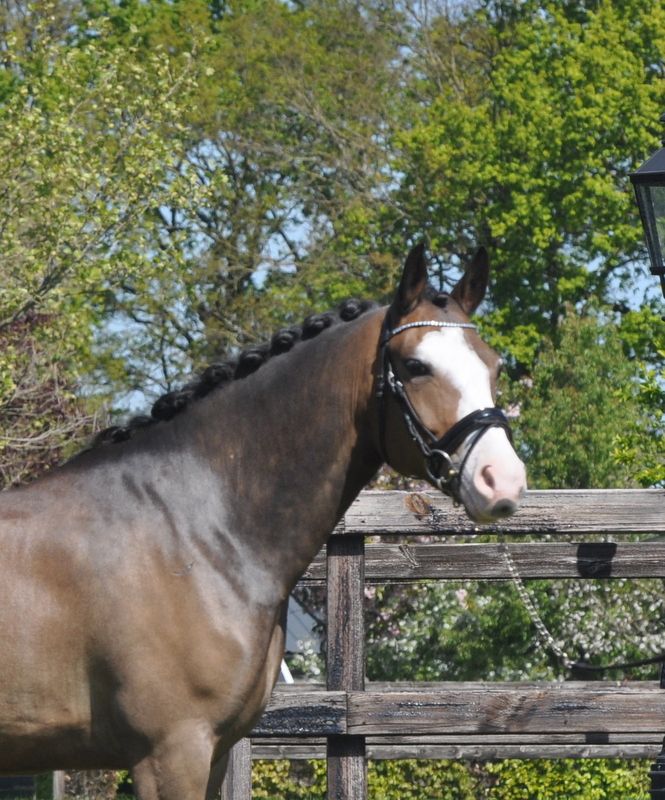 new-forest springpony ruin 6 Jahre alt donkerbruin zu verkaufen - Foto 3