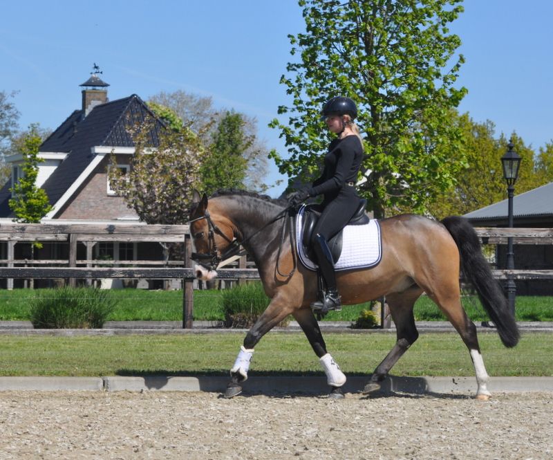 new-forest springpony ruin 6 Jahre alt donkerbruin zu verkaufen - Foto 4