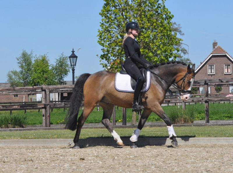 new-forest springpony ruin 6 Jahre alt donkerbruin zu verkaufen - Foto 5