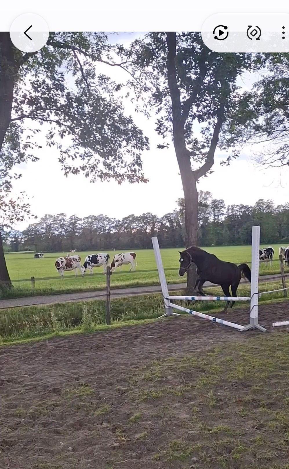 welsh-cob allround-pony hengst 2 Jahre alt zwart zu verkaufen - Foto 4