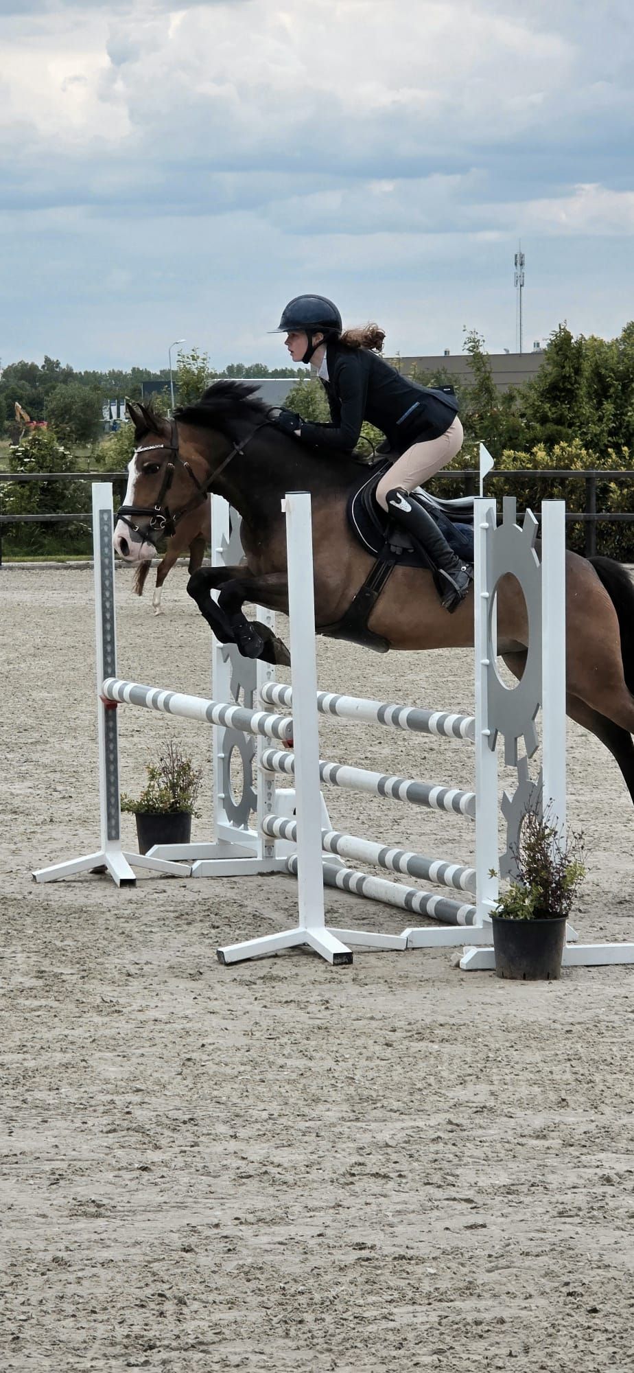 new-forest springpony ruin 6 Jahre alt donkerbruin zu verkaufen - Foto 6