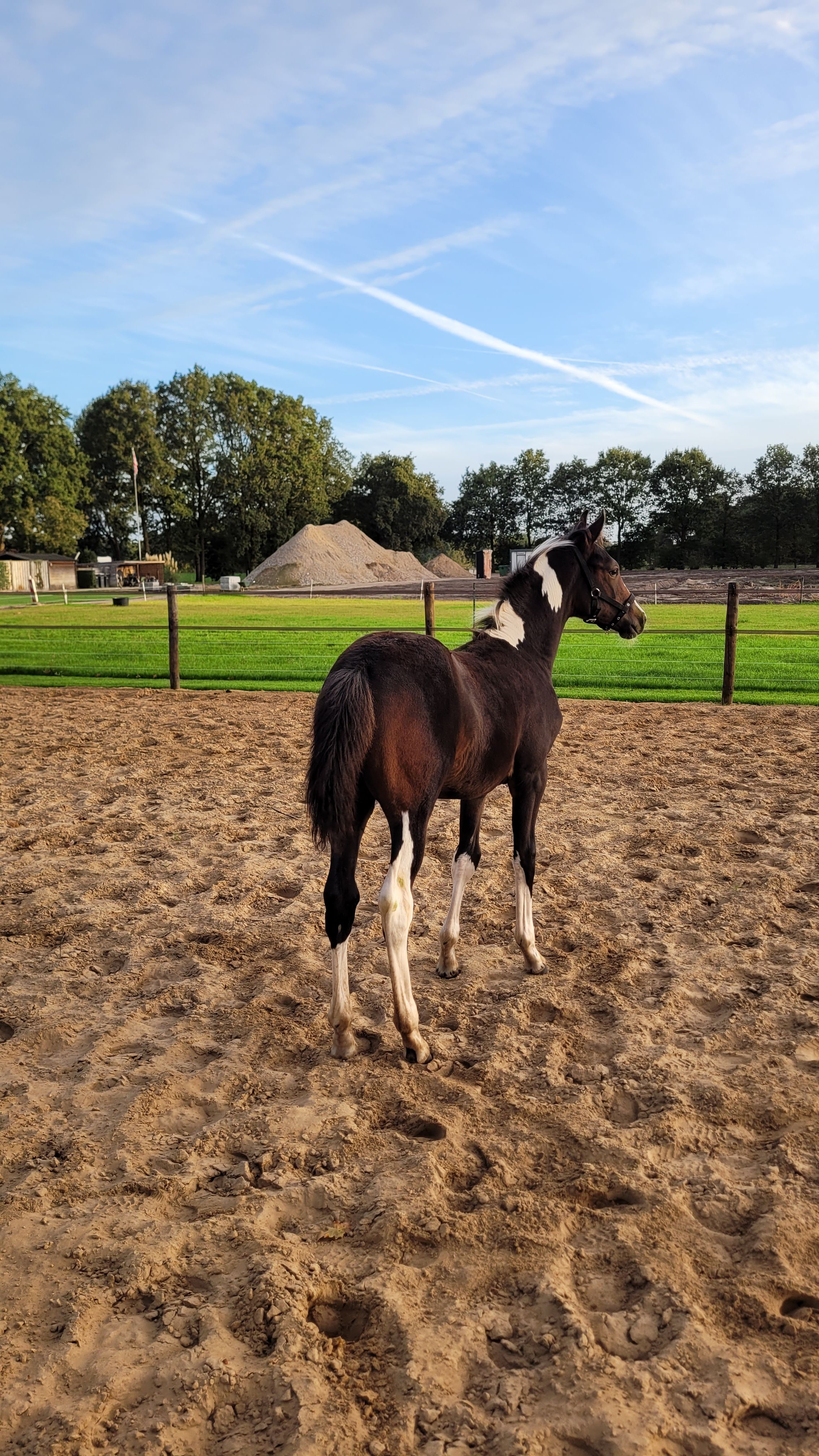 kwpn springpaard merrie 0 Jahre alt andere-kleur zu verkaufen - Foto 2