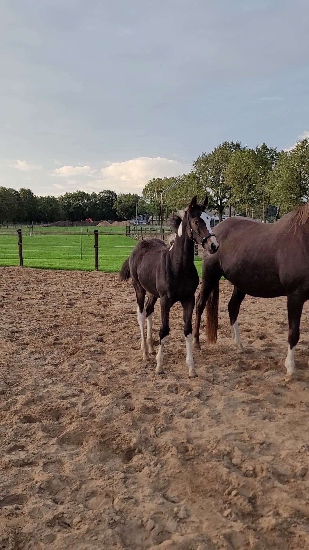 kwpn springpaard merrie 0 Jahre alt andere-kleur zu verkaufen - Foto 6