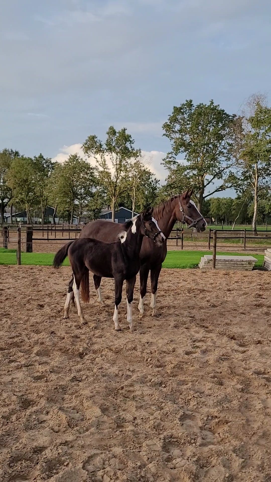 kwpn springpaard merrie 0 Jahre alt andere-kleur zu verkaufen - Foto 4
