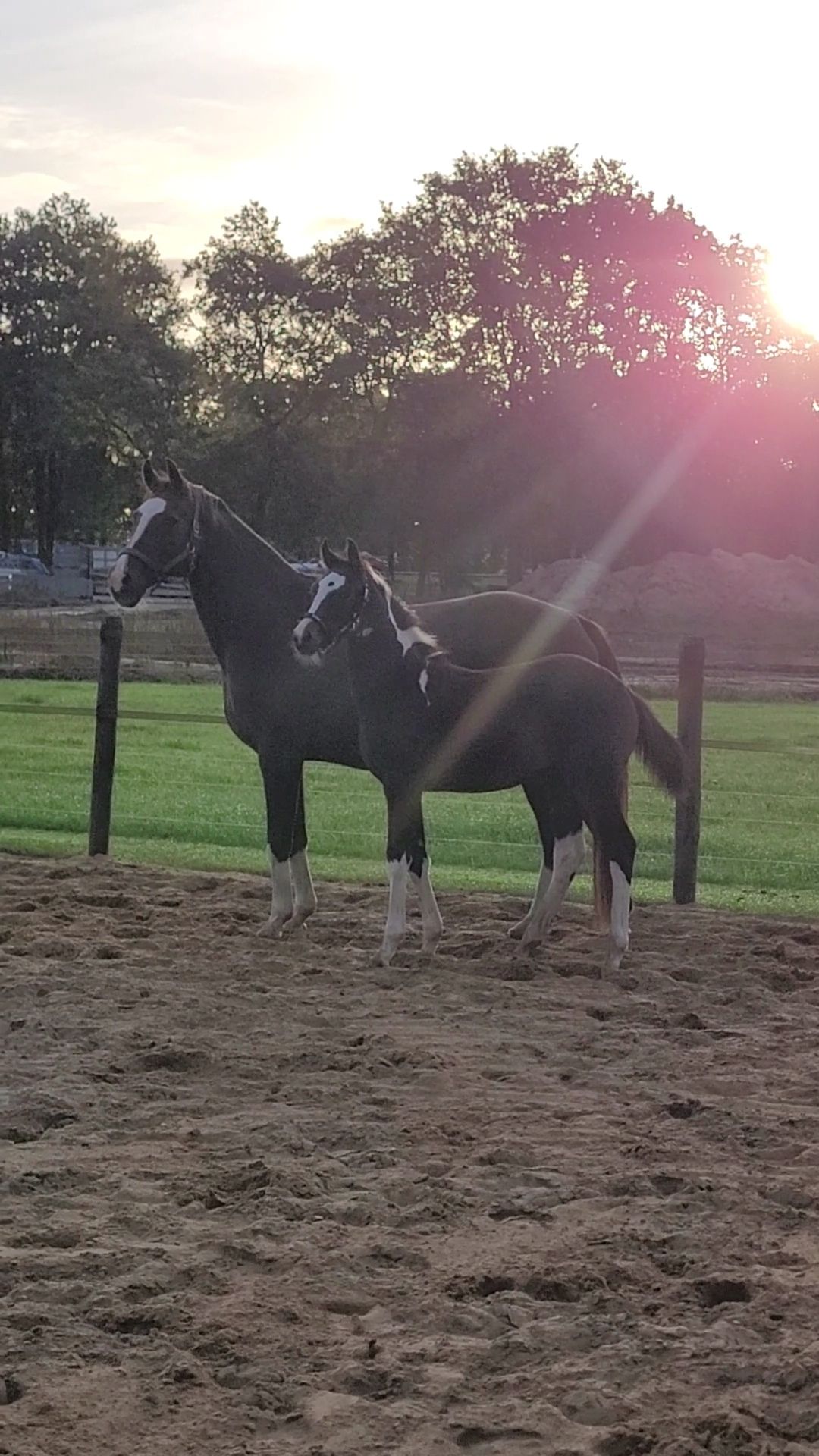 kwpn springpaard merrie 0 Jahre alt andere-kleur zu verkaufen - Foto 3
