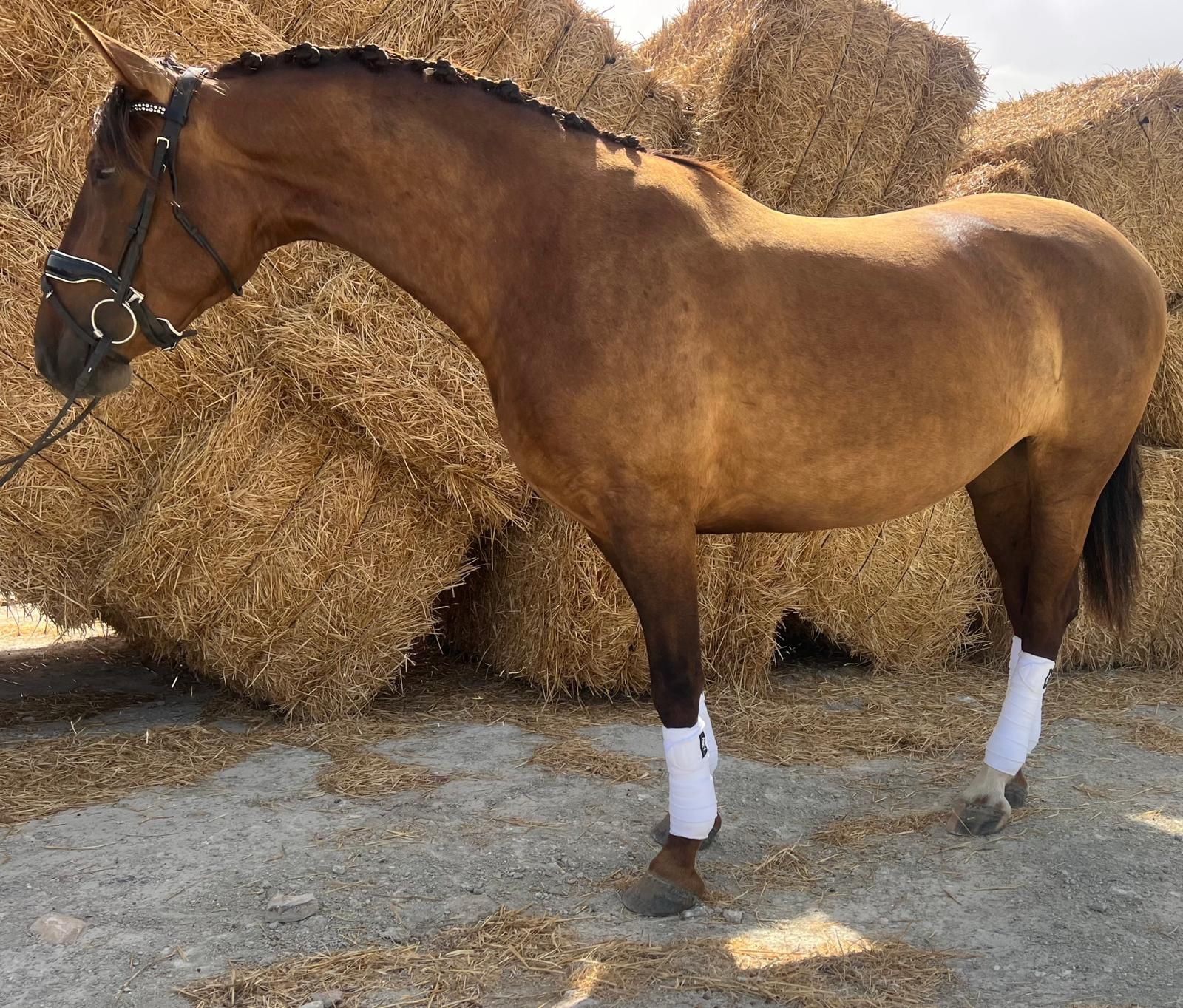 pre dressuurpaard merrie 3 ani vos de vânzare - Foto 4
