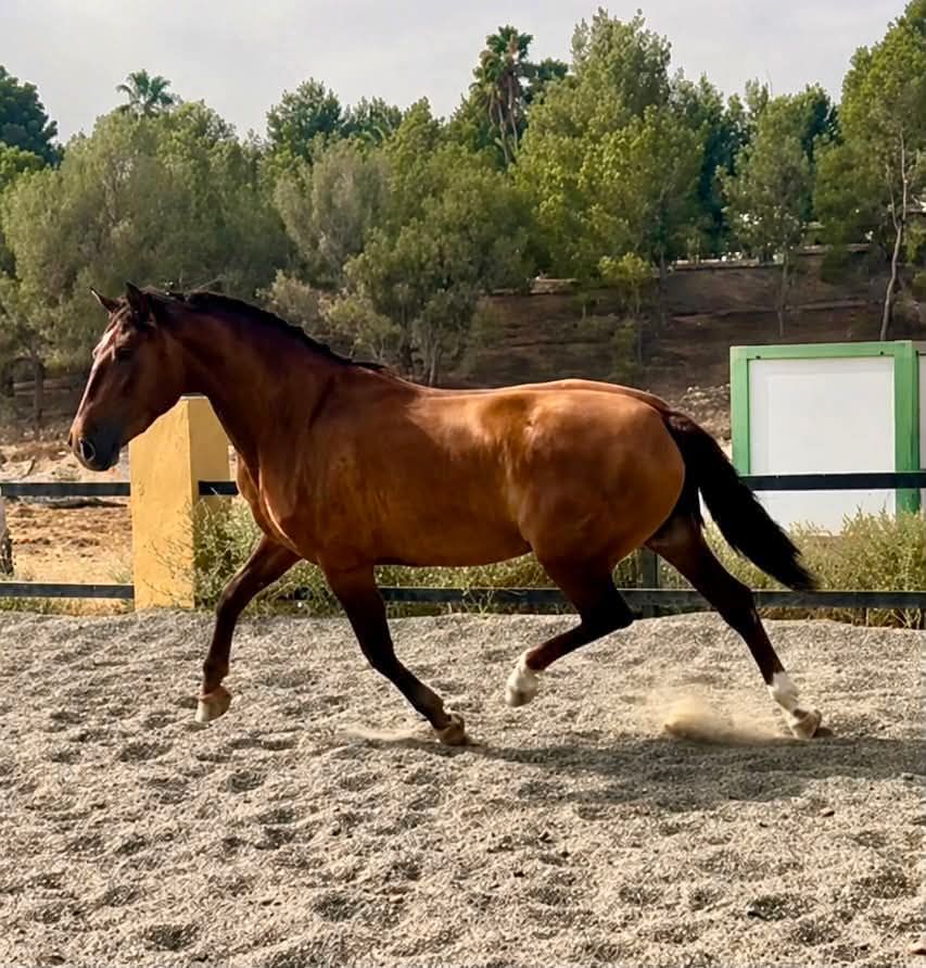 pre dressuurpaard merrie 3 ani vos de vânzare - Foto 2