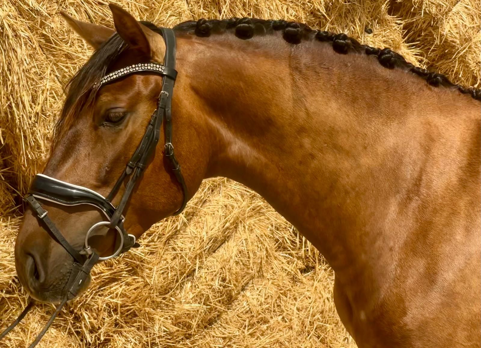 pre dressuurpaard merrie 3 ani vos de vânzare - Foto 3