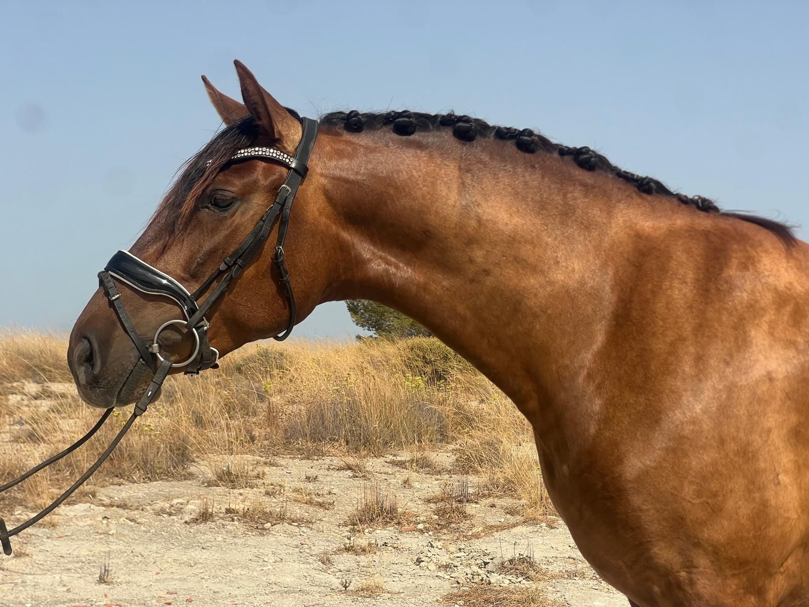 pre dressuurpaard merrie 3 ani vos de vânzare - Foto 5