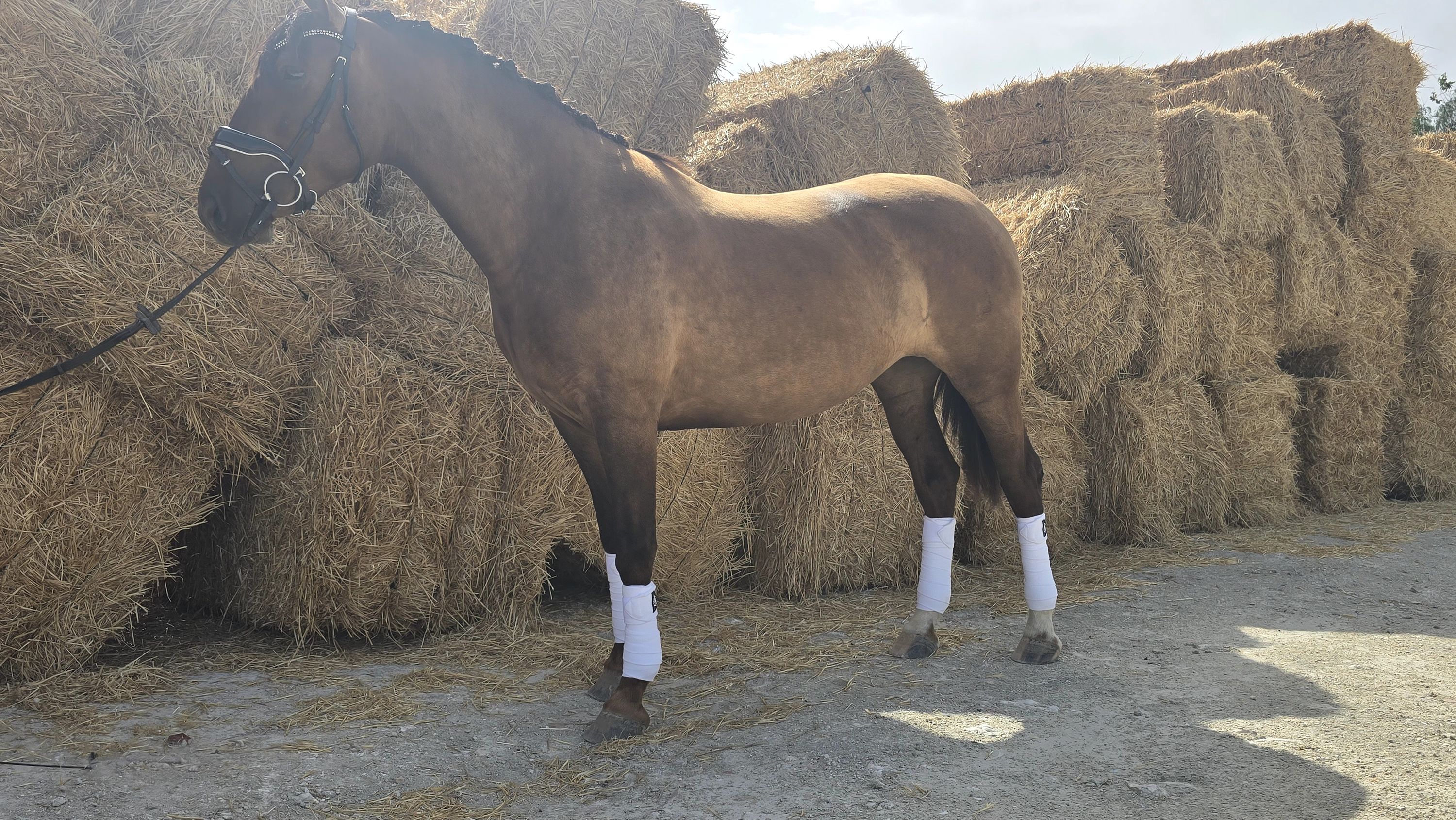 pre dressuurpaard merrie 3 ani vos de vânzare - Foto 6