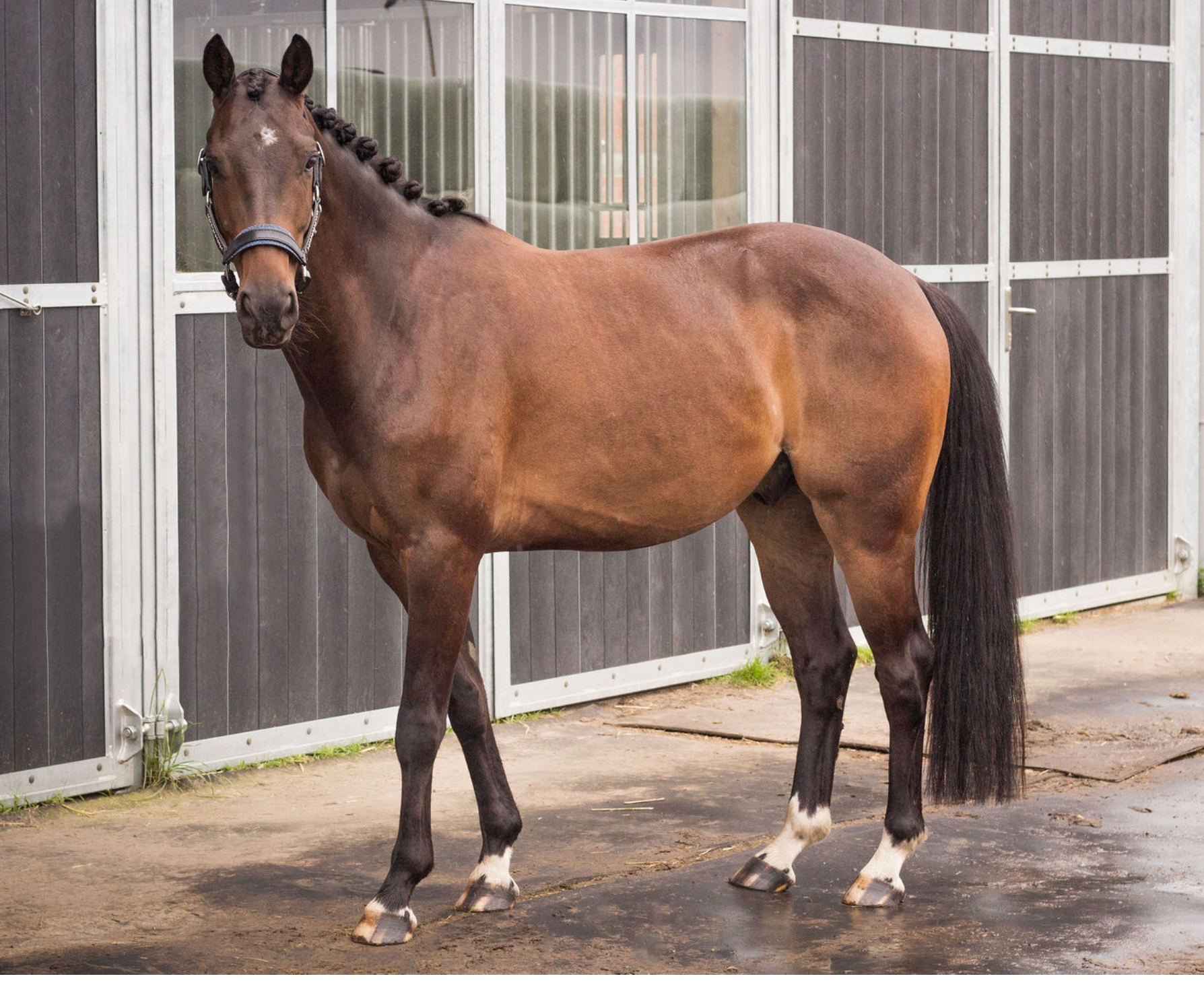 bwp dressuurpaard ruin 6 Jahre alt donkerbruin zu verkaufen - Foto 5