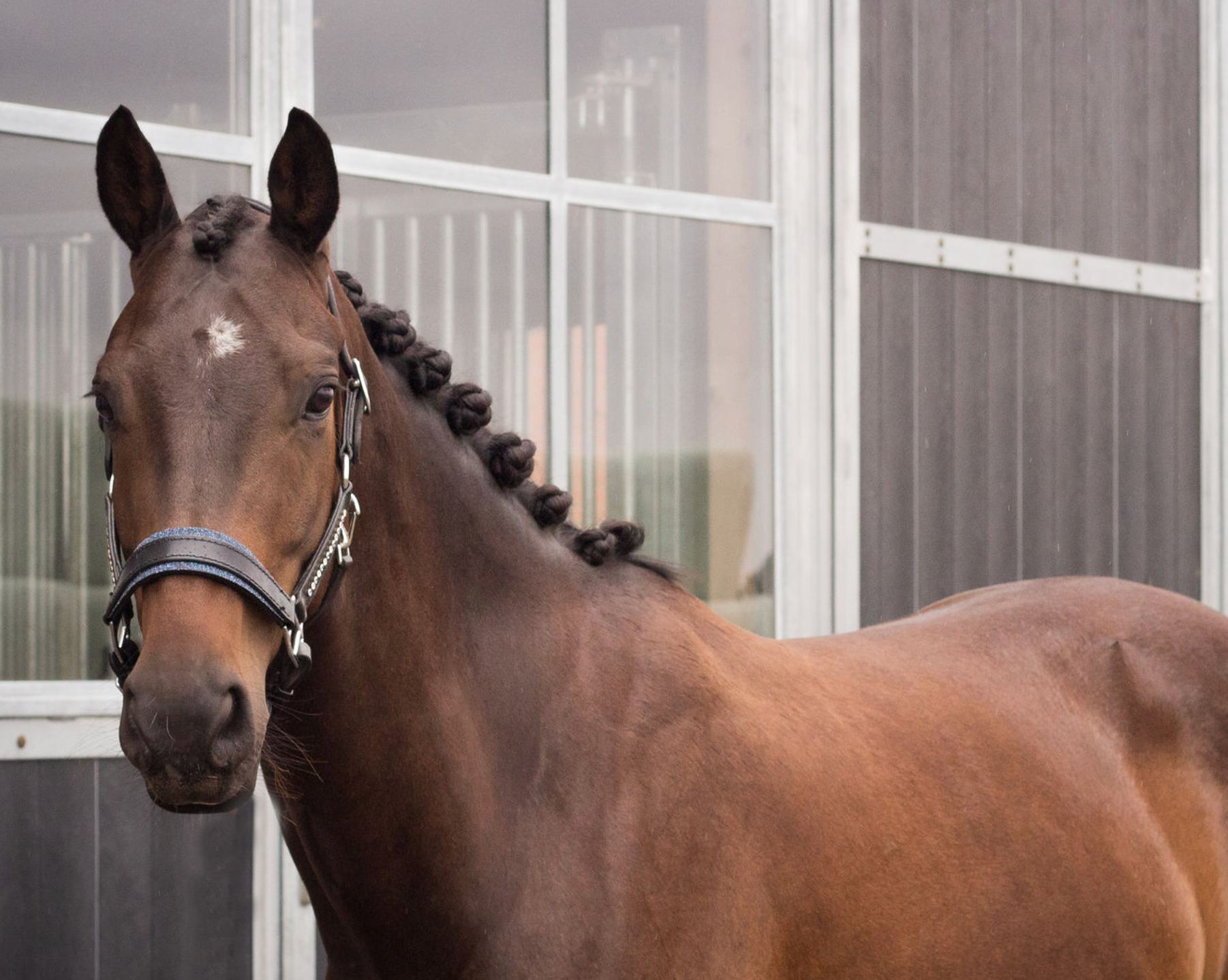 bwp dressuurpaard ruin 6 Jahre alt donkerbruin zu verkaufen - Foto 3