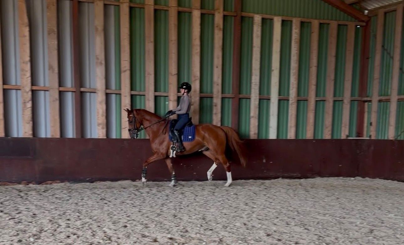 kwpn dressuurpaard ruin 8 ani vos de vânzare - Foto 4