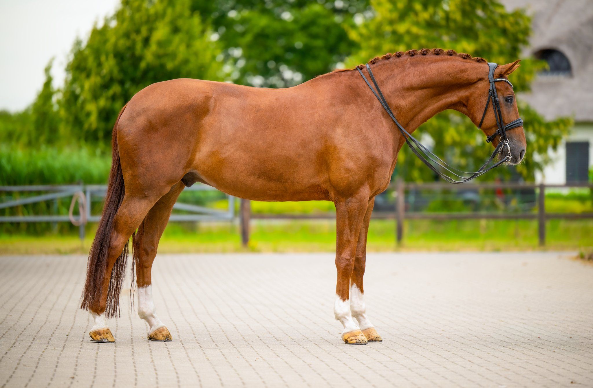 kwpn dressuurpaard ruin 10 Jahre alt vos zu verkaufen - Foto 2