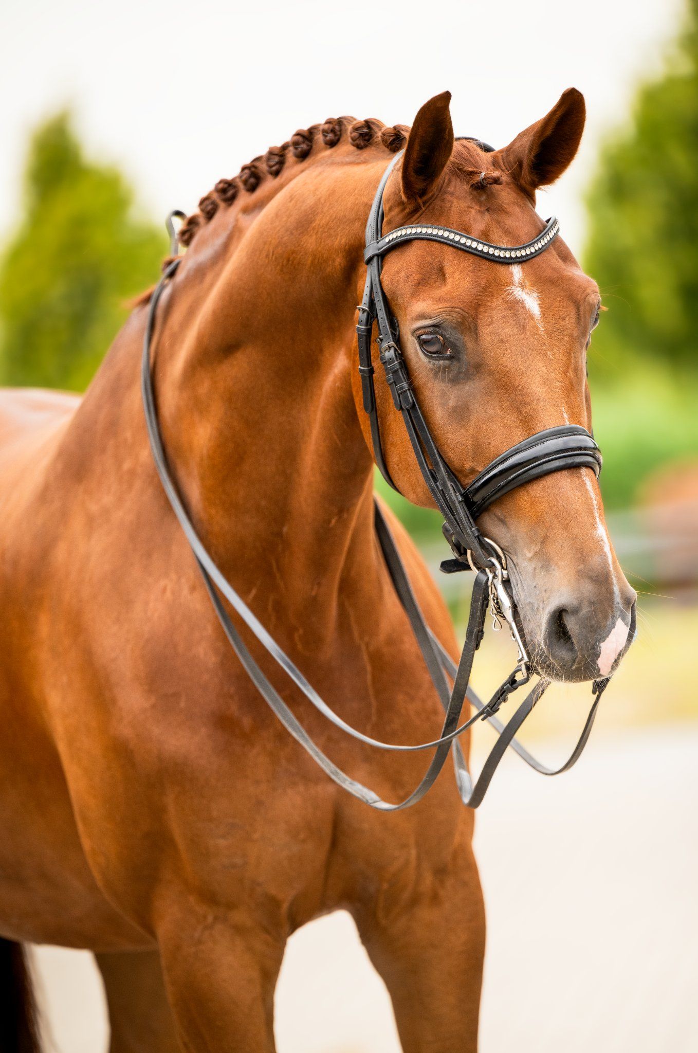 kwpn dressuurpaard ruin 10 Jahre alt vos zu verkaufen - Foto 3