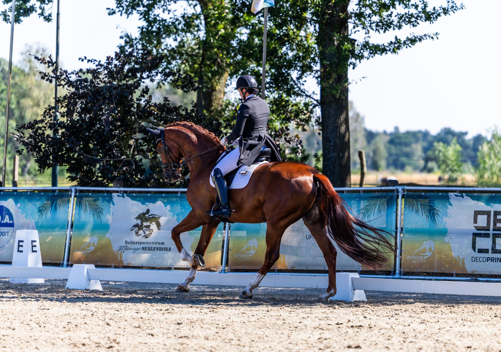 kwpn dressuurpaard ruin 10 Jahre alt vos zu verkaufen - Foto 4