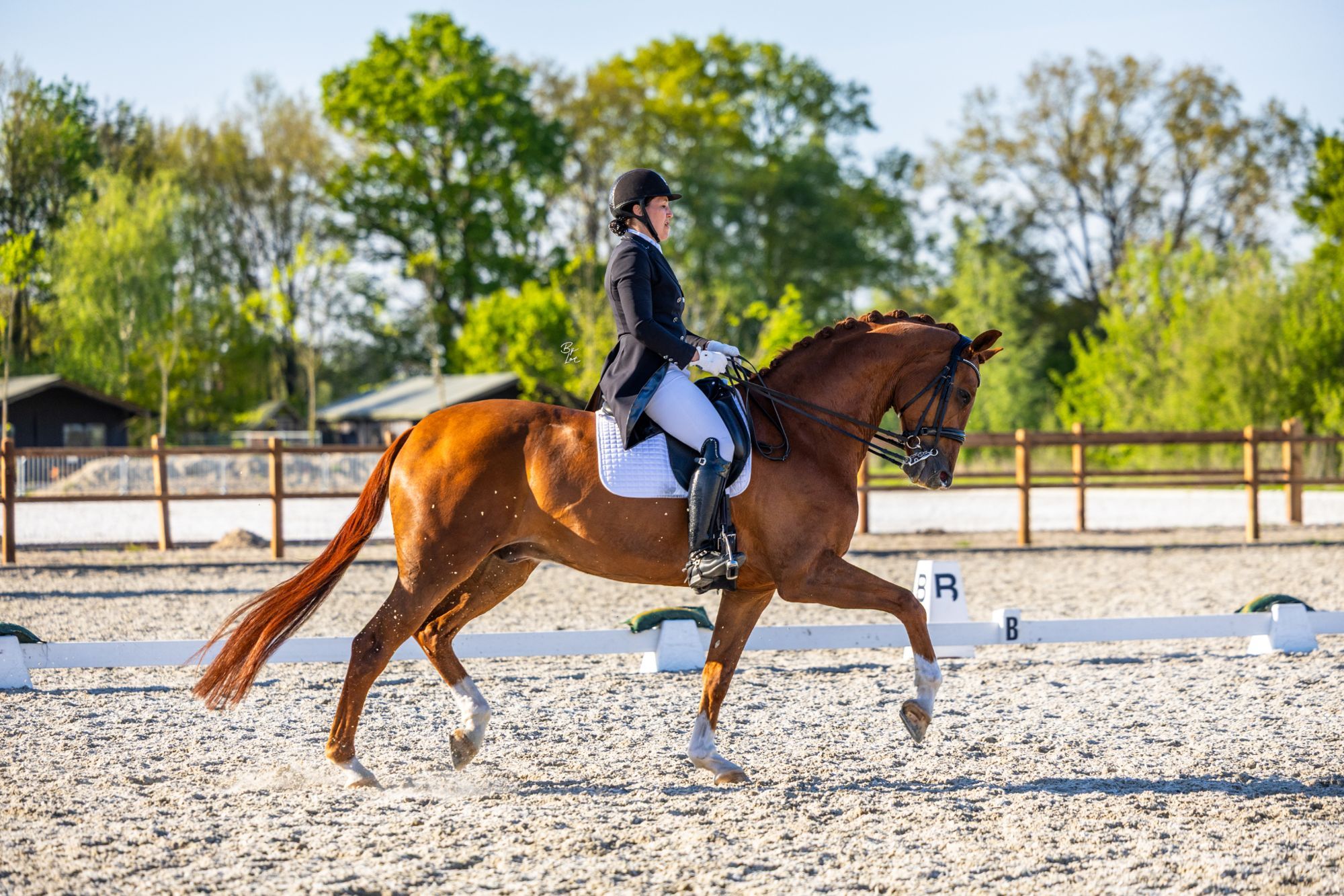 kwpn dressuurpaard ruin 10 Jahre alt vos zu verkaufen - Foto 5