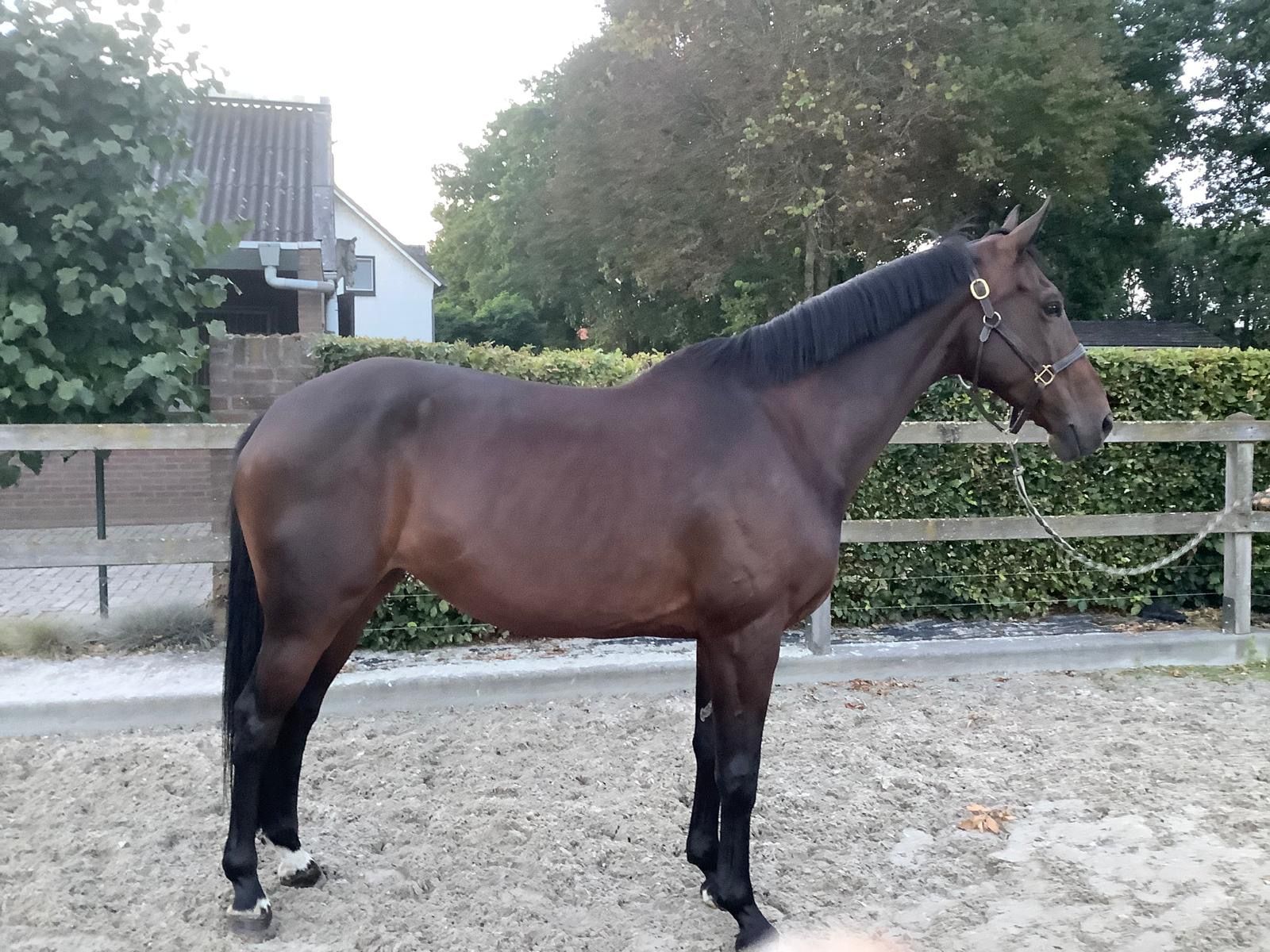 zangersheide allrounder merrie 8 år donkerbruin till salu - Foto 2