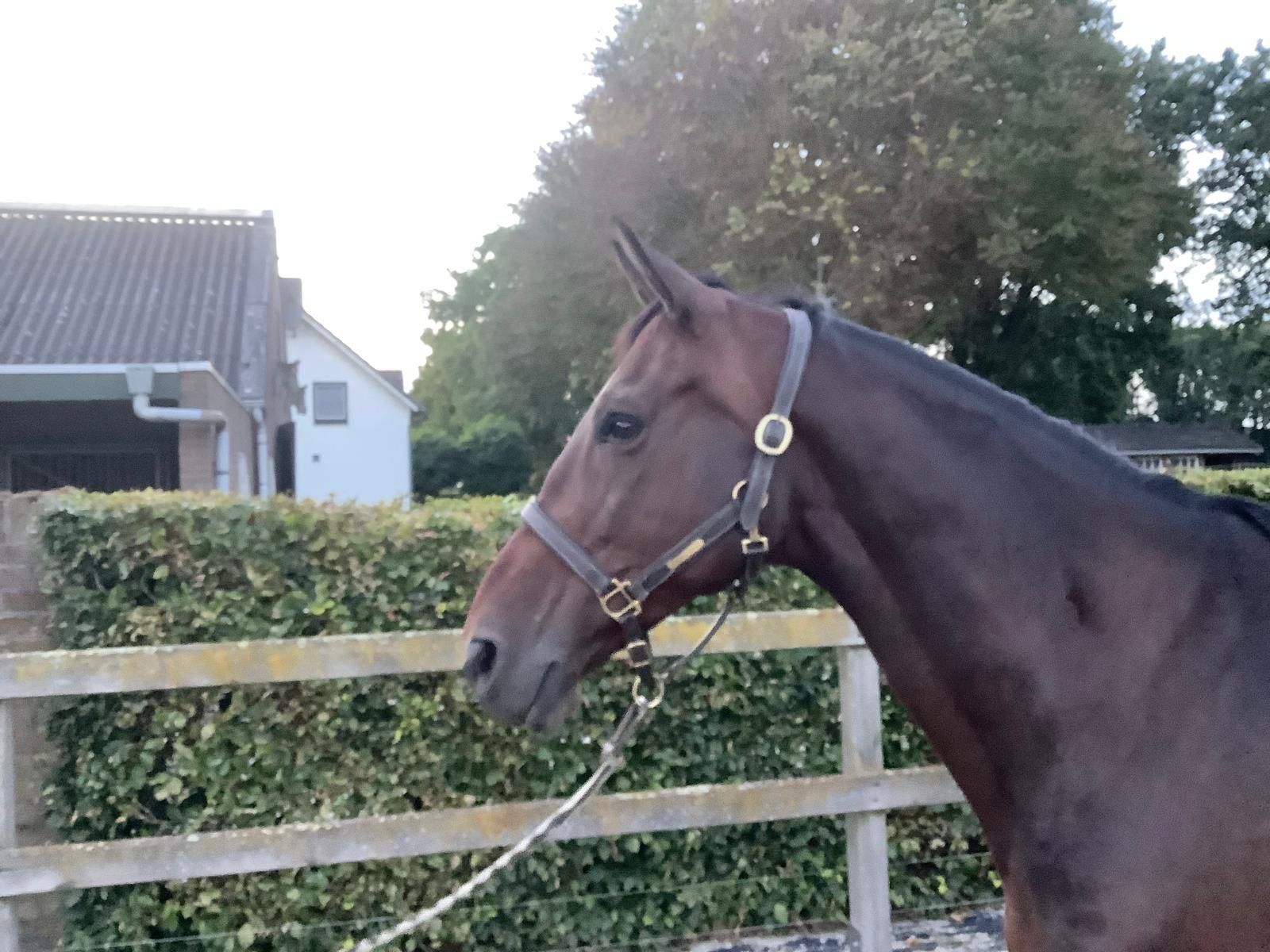 zangersheide allrounder merrie 8 år donkerbruin till salu - Foto 3