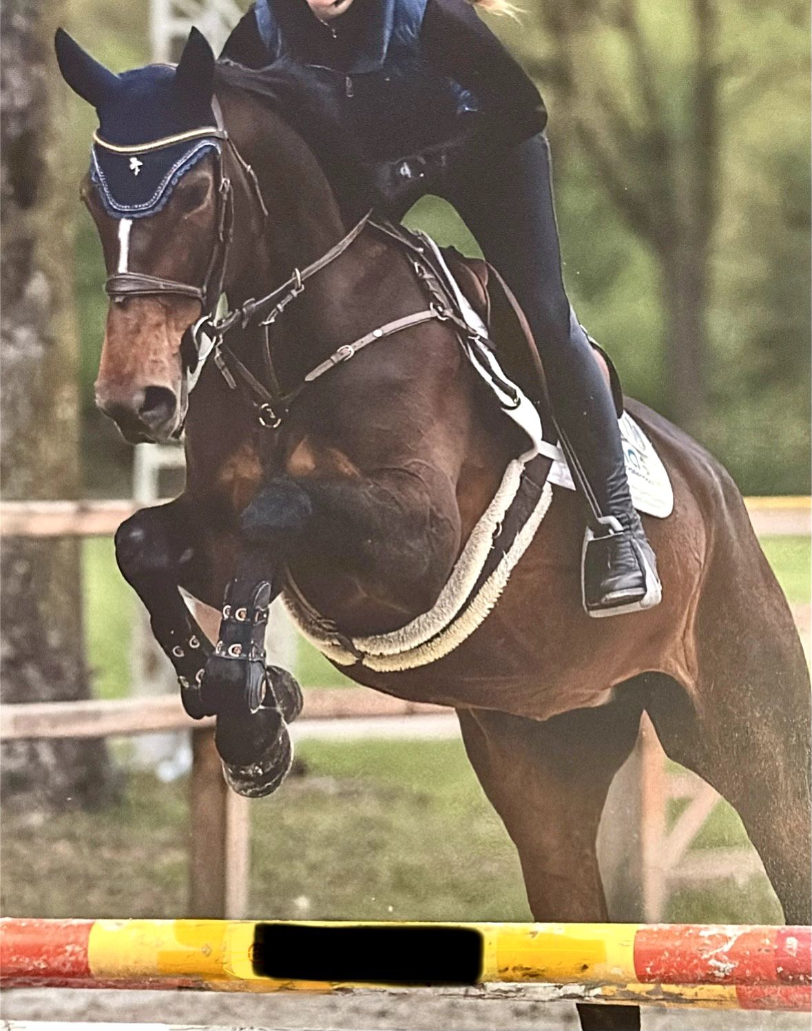 zangersheide allrounder merrie 8 år donkerbruin till salu - Foto 4